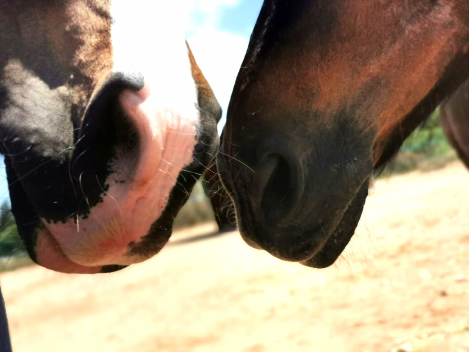 Fusion2Life Tierspray für Pferde (500 ml) natürliche Muskelpflege mit PurePhysics Technologie