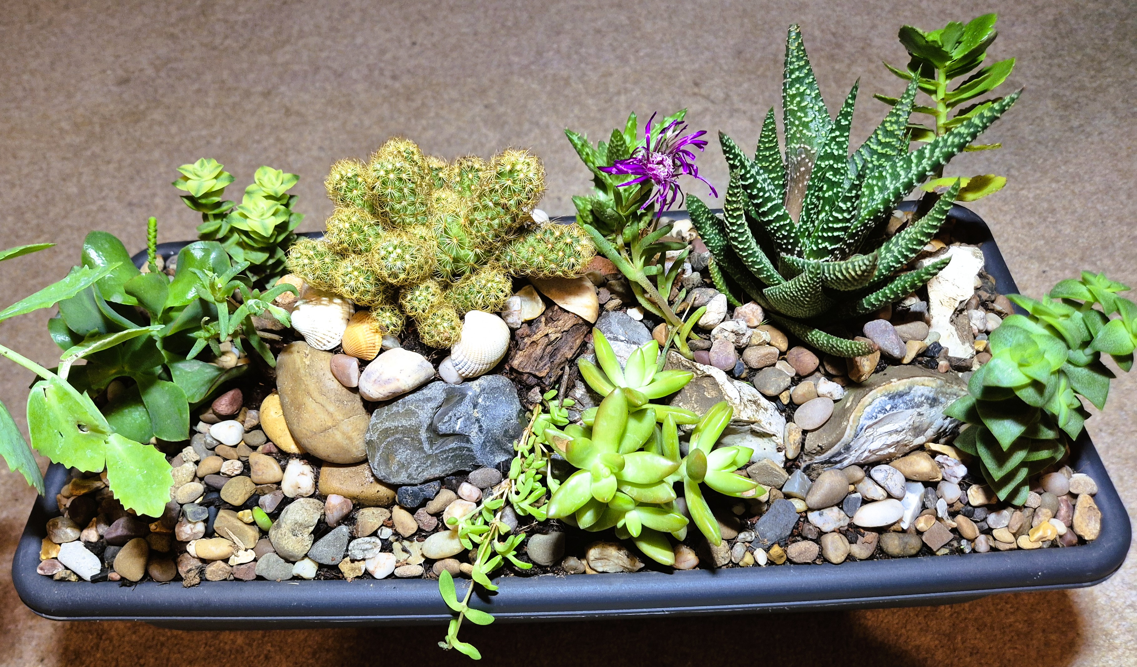 Cactus & succulent Mix Miniature Rockery 46 x 15cm Black Plastic Trough (Ref: 7)
