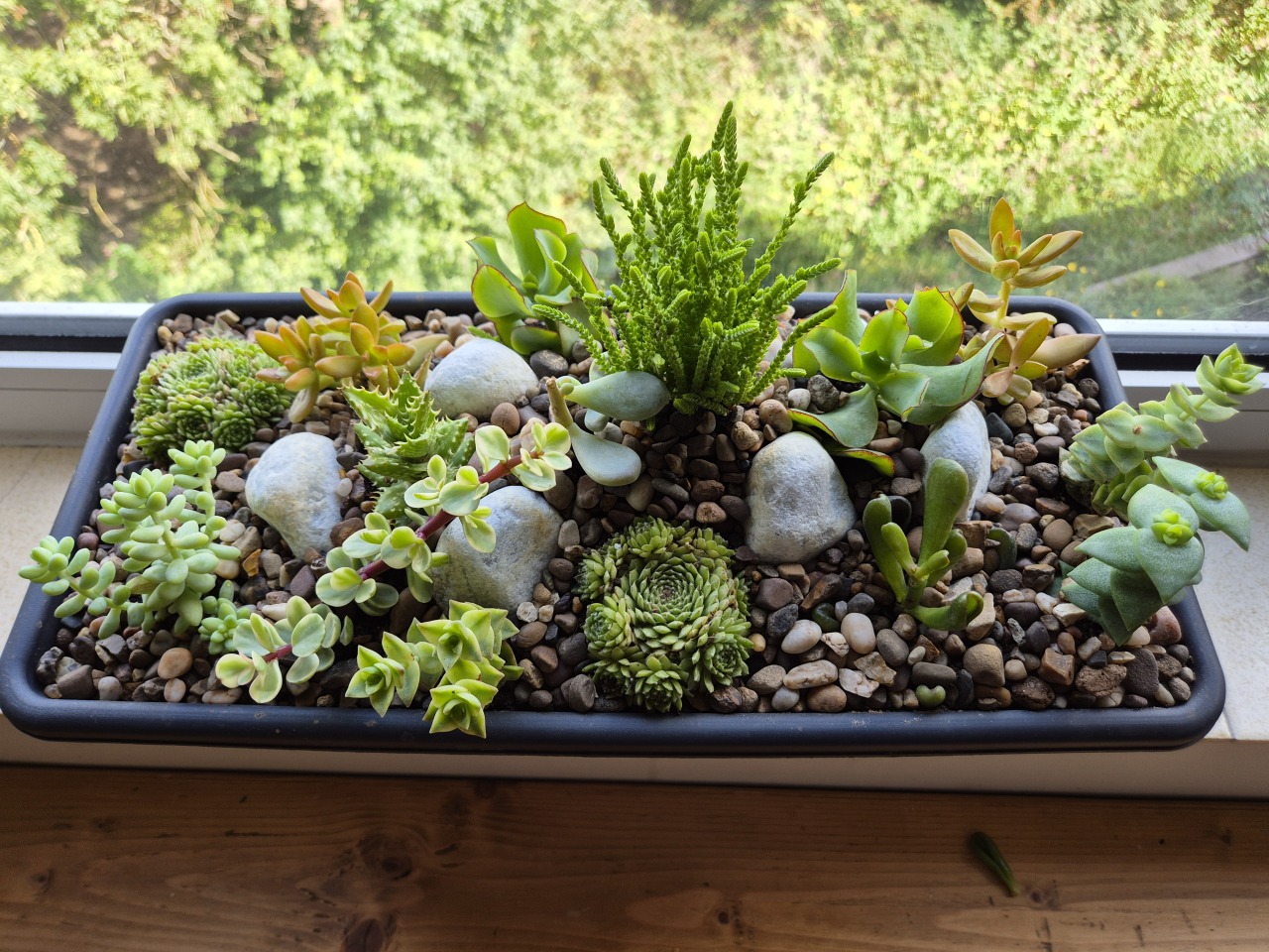 Succulent Miniature Rockery 46 x 15cm Black Plastic Trough (Ref: 5)