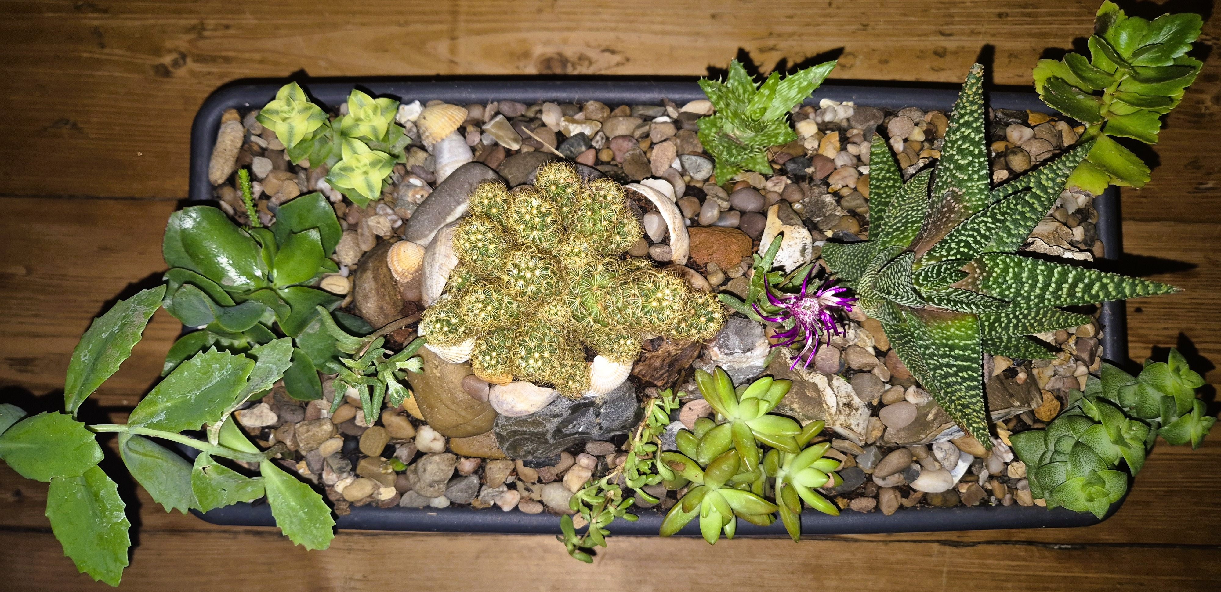 Cactus & succulent Mix Miniature Rockery 46 x 15cm Black Plastic Trough (Ref: 7)