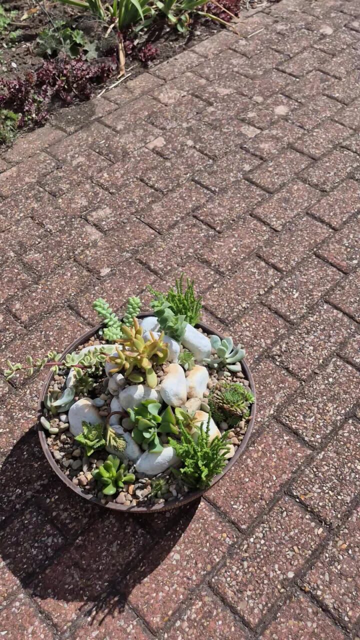 Succulent Miniature Rockery -35cm Bowl  (Ref: 3)