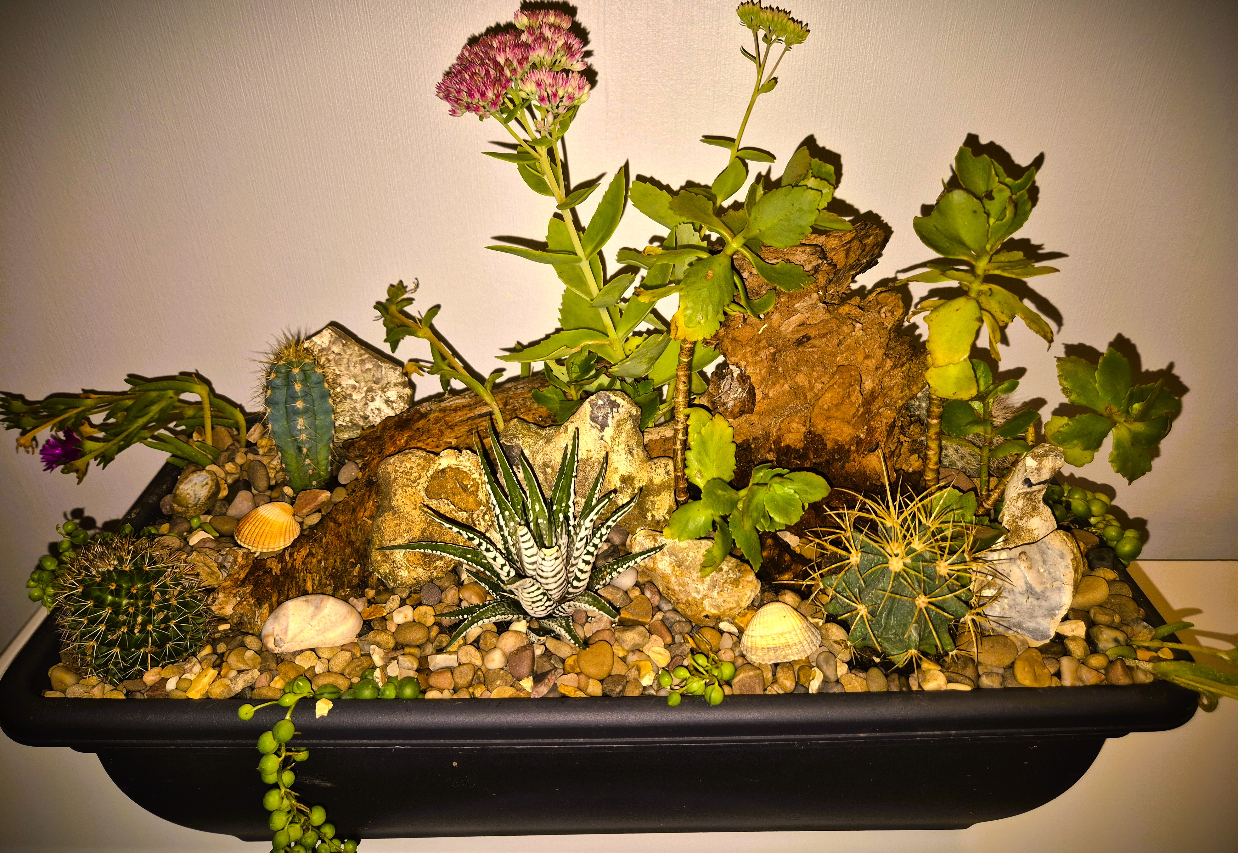 Cactus & succulent Mix Miniature Rockery 46 x 15cm Black Plastic Trough (Ref: 6)