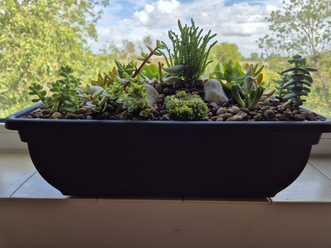 Succulent Miniature Rockery 46 x 15cm Black Plastic Trough (Ref: 5)