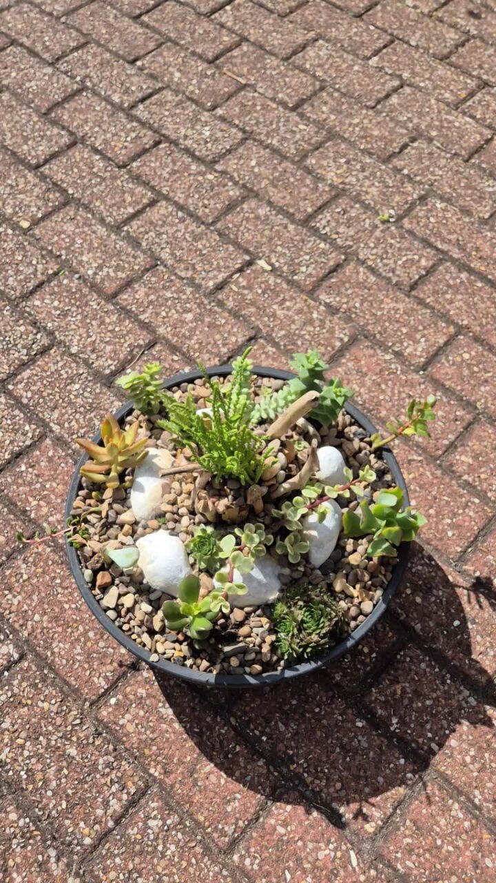 Succulent Miniature Rockery -35cm Black / White Speckled Bowl  (Ref: 4)