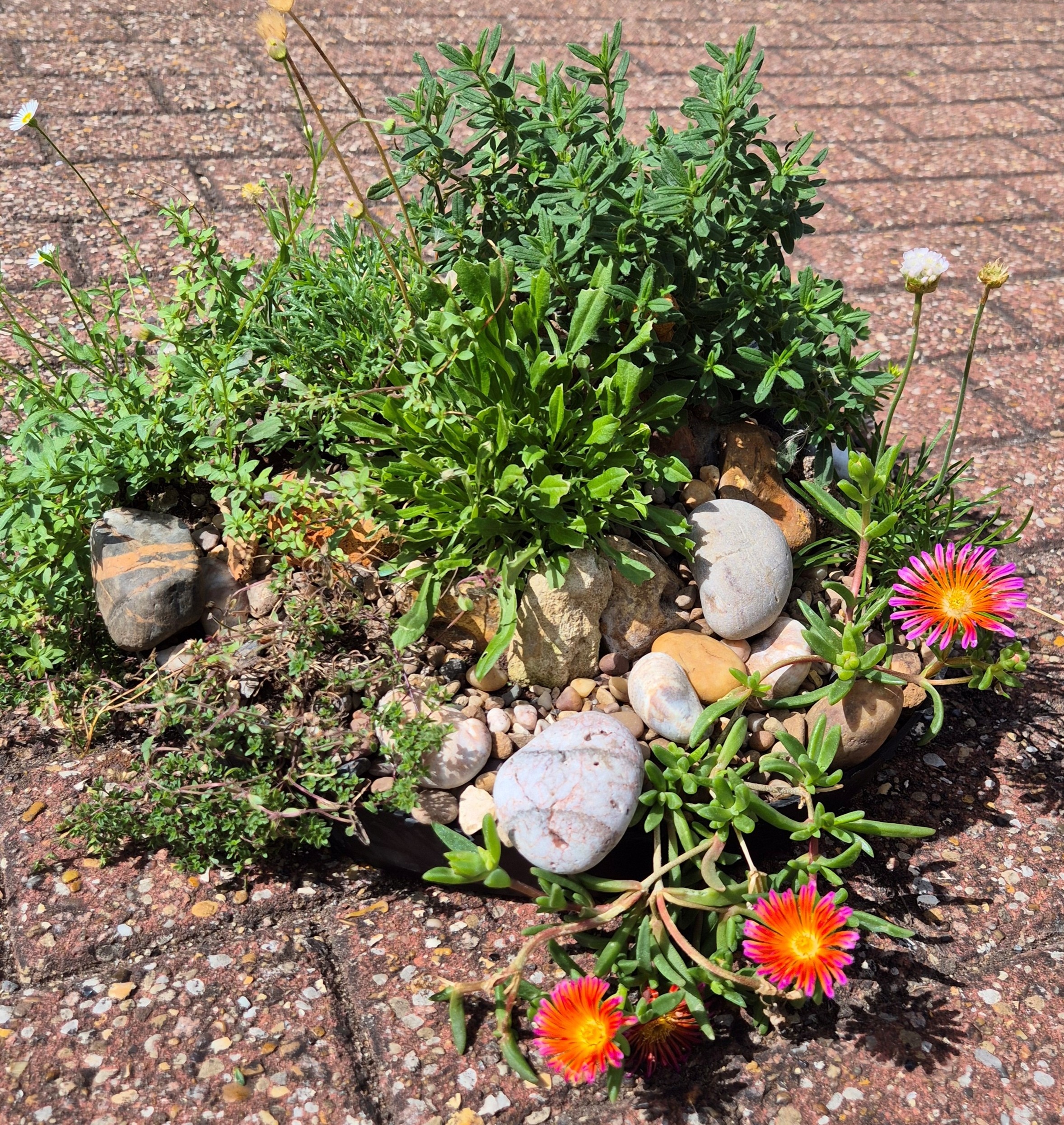 Alpine Miniature Rockery -35cm Round Tray (Ref: 2)