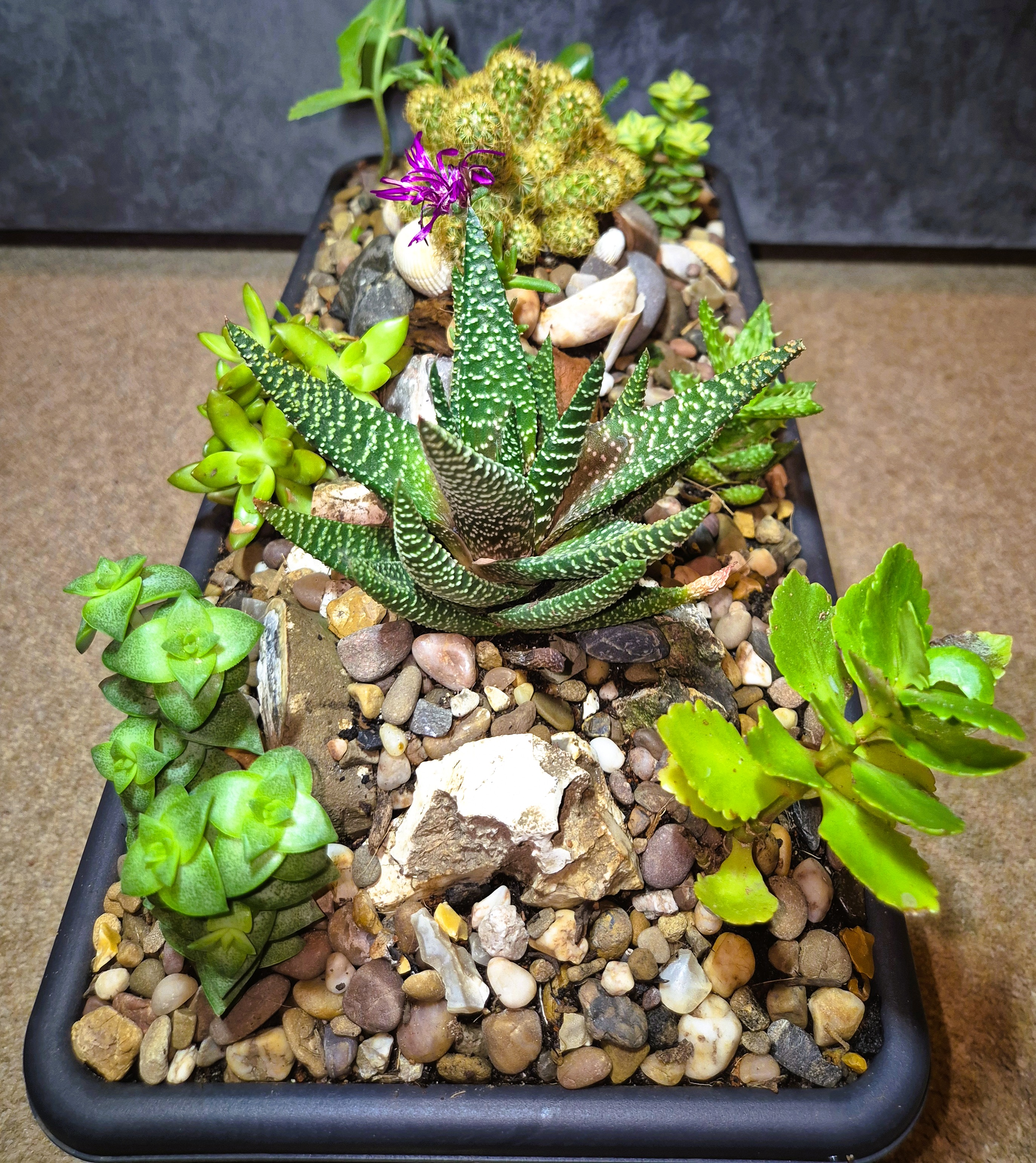 Cactus & succulent Mix Miniature Rockery 46 x 15cm Black Plastic Trough (Ref: 7)