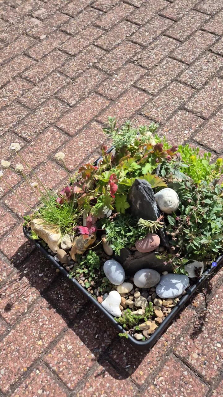 Alpine Miniature Rock Mountain -45cm  Square Tray (Ref: 1)