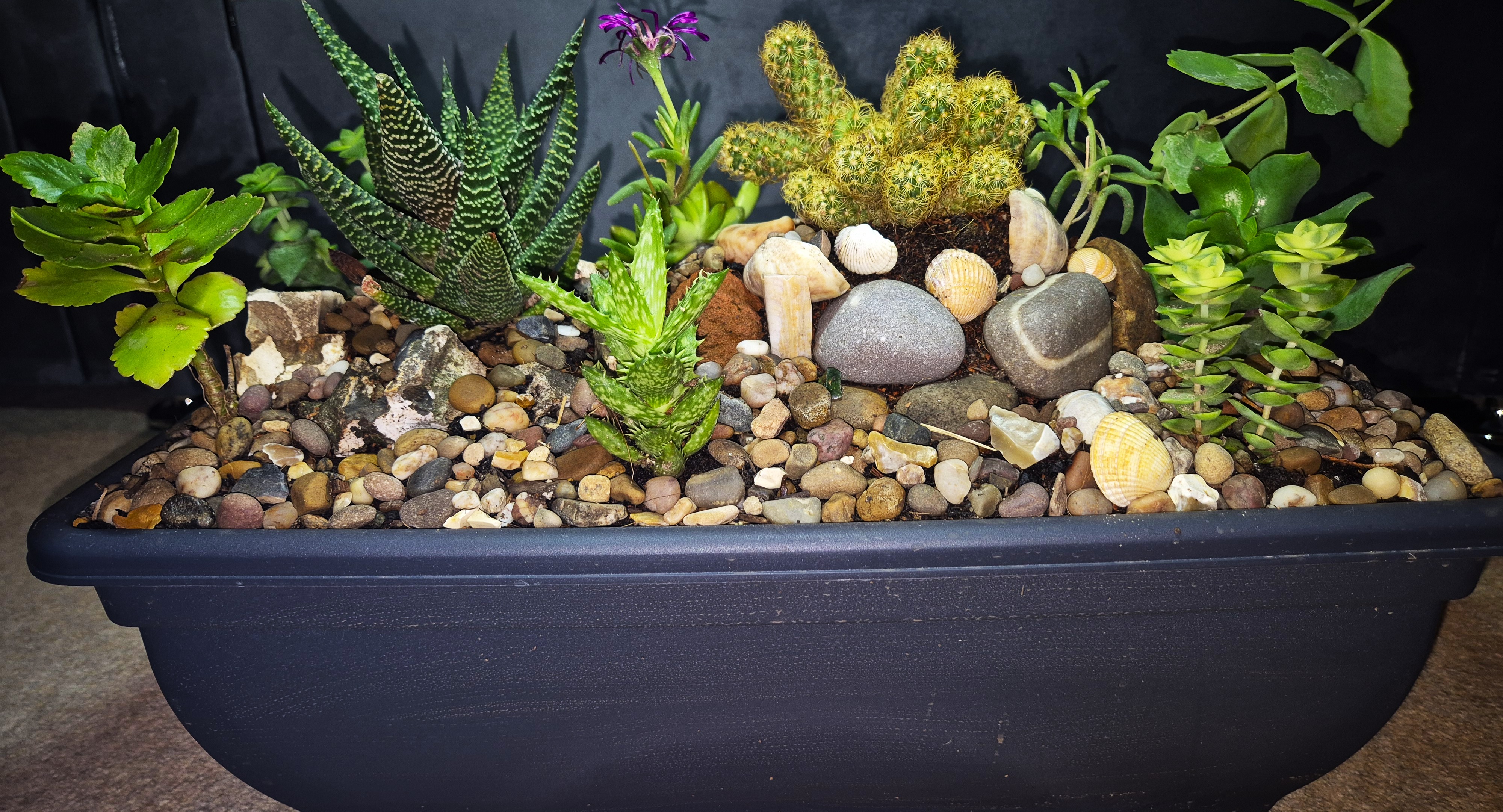 Cactus & succulent Mix Miniature Rockery 46 x 15cm Black Plastic Trough (Ref: 7)