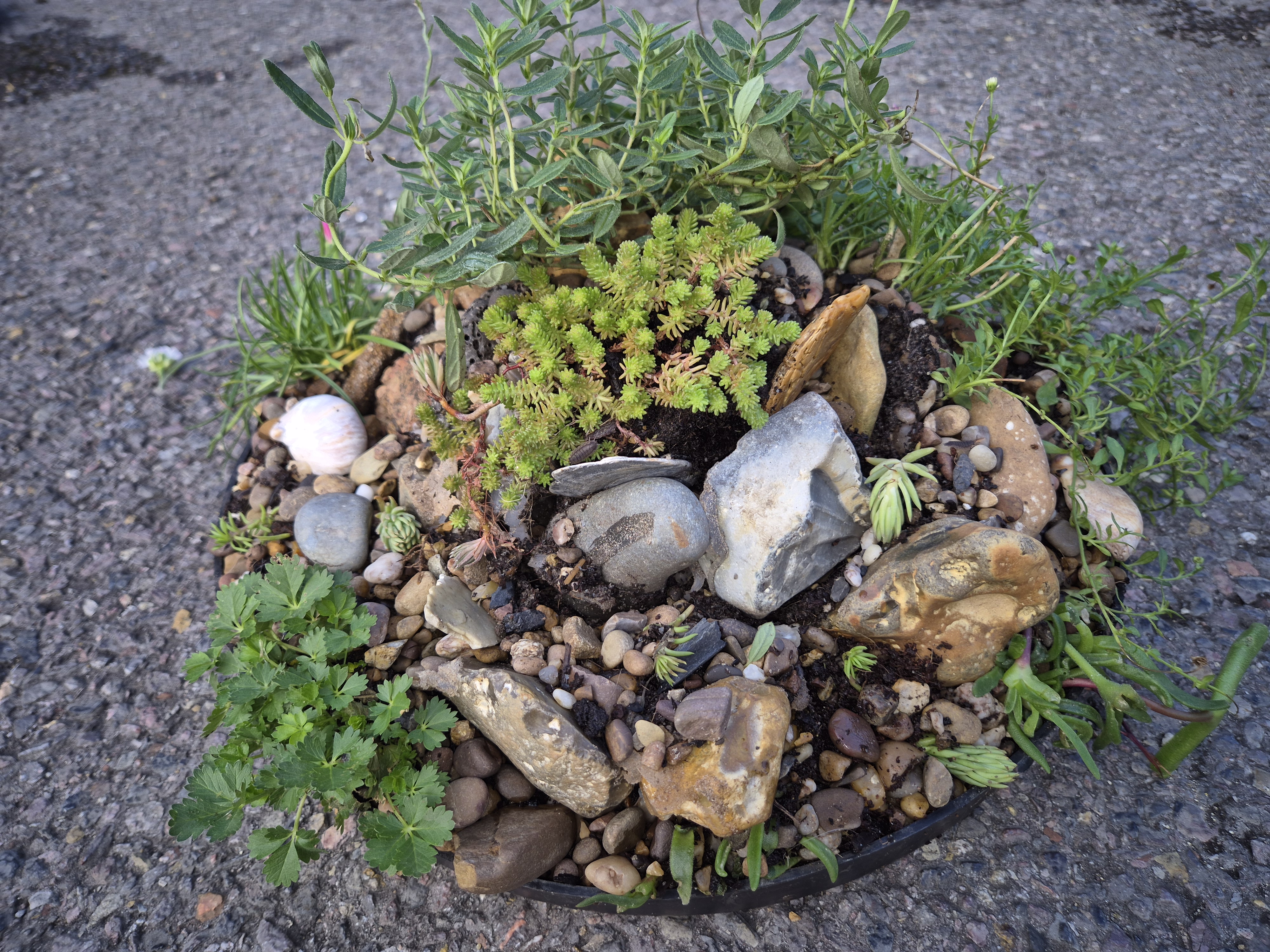 Alpine Miniature Rockery -35cm Round Tray (Ref: 2)
