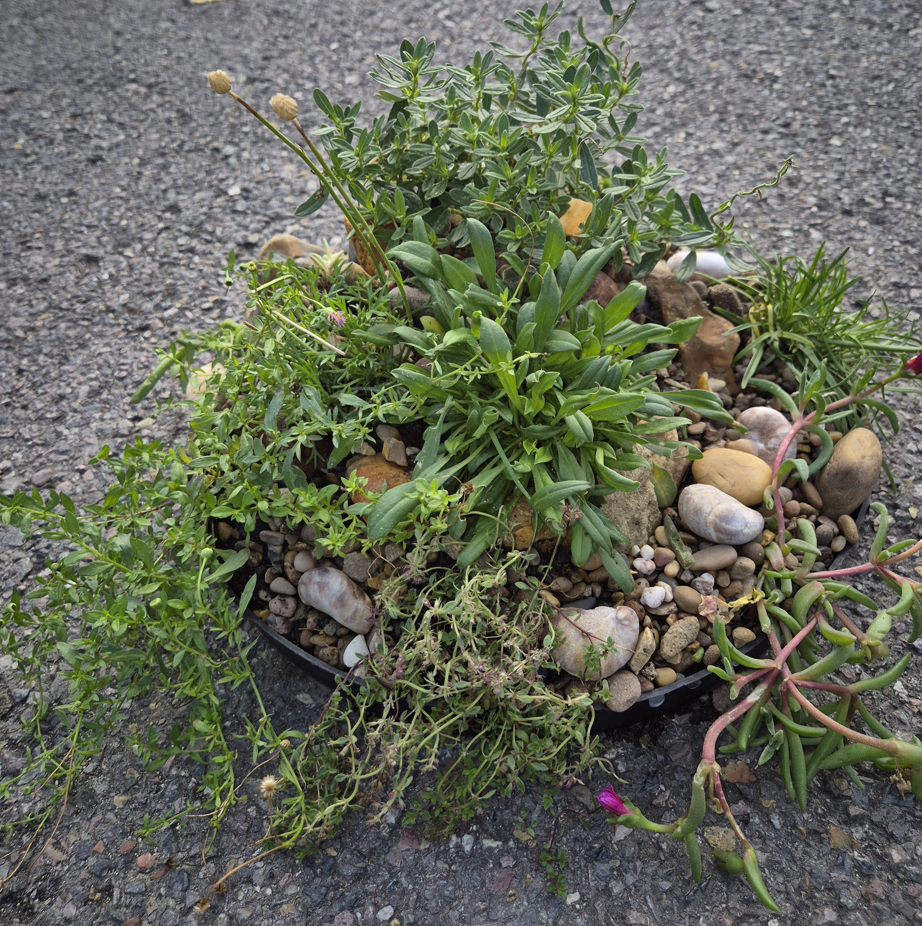 Alpine Miniature Rockery -35cm Round Tray (Ref: 2)