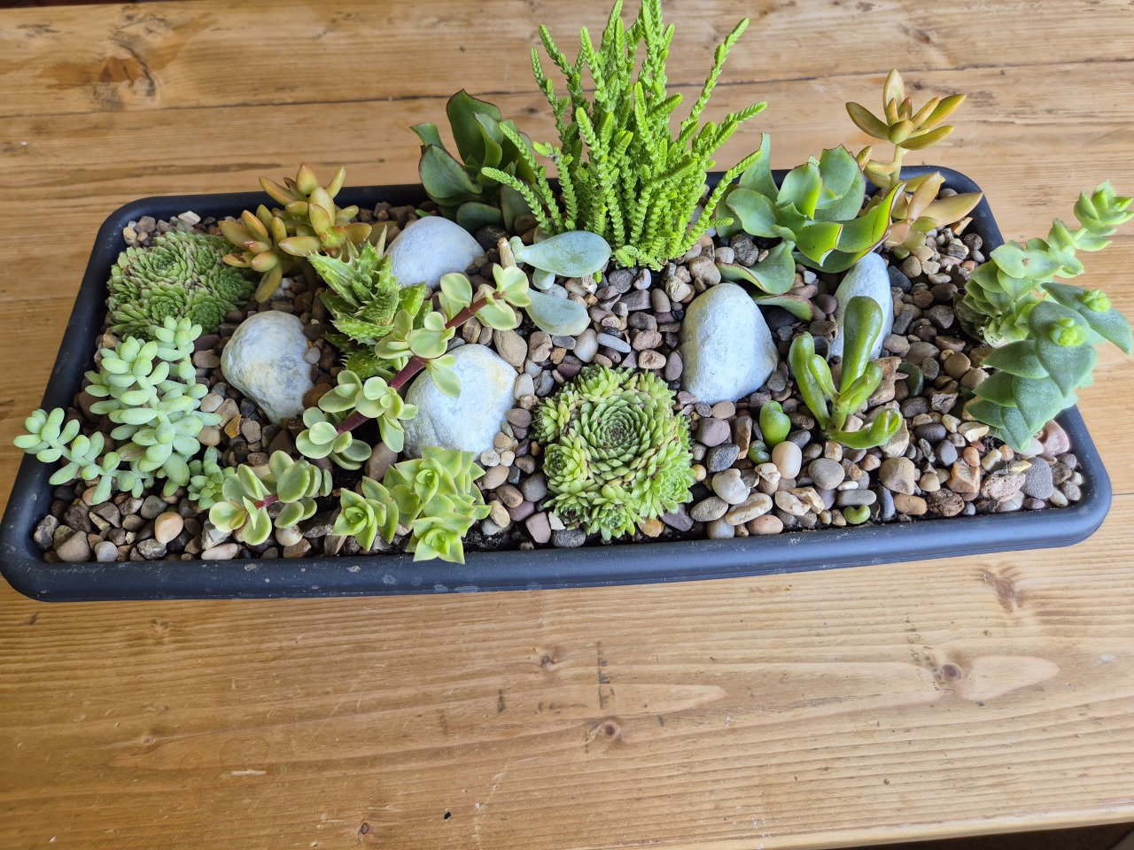 Succulent Miniature Rockery 46 x 15cm Black Plastic Trough (Ref: 5)