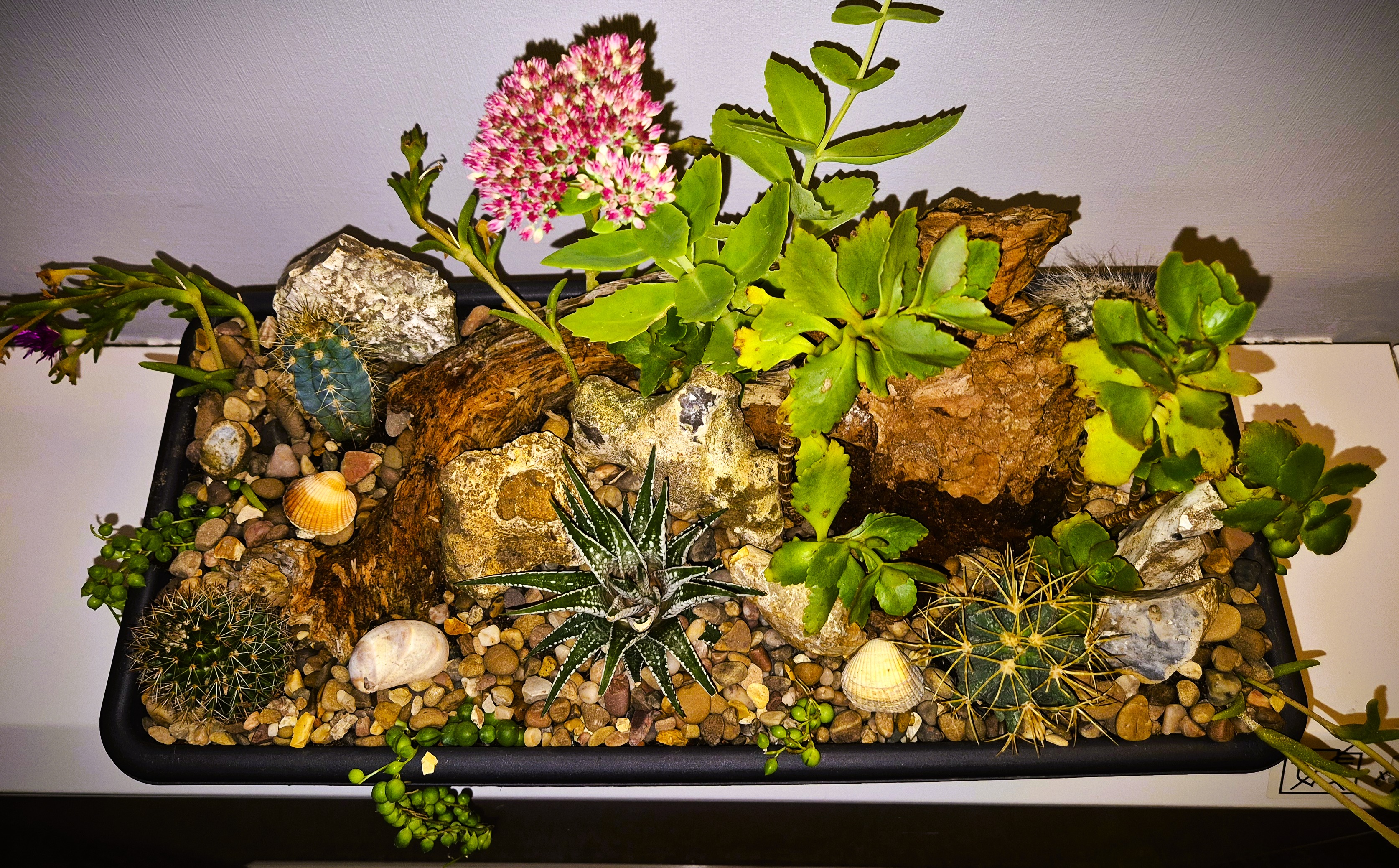 Cactus & succulent Mix Miniature Rockery 46 x 15cm Black Plastic Trough (Ref: 6)