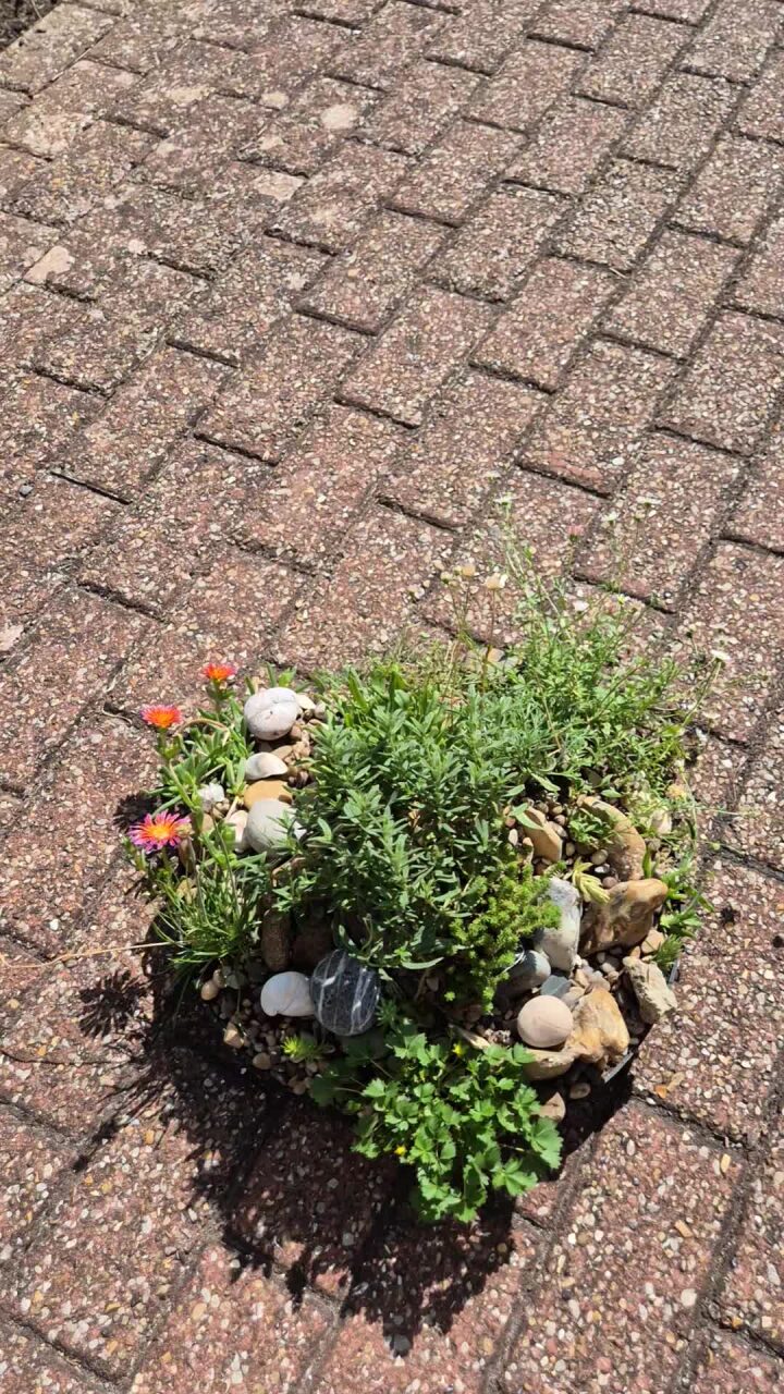 Alpine Miniature Rockery -35cm Round Tray (Ref: 2)