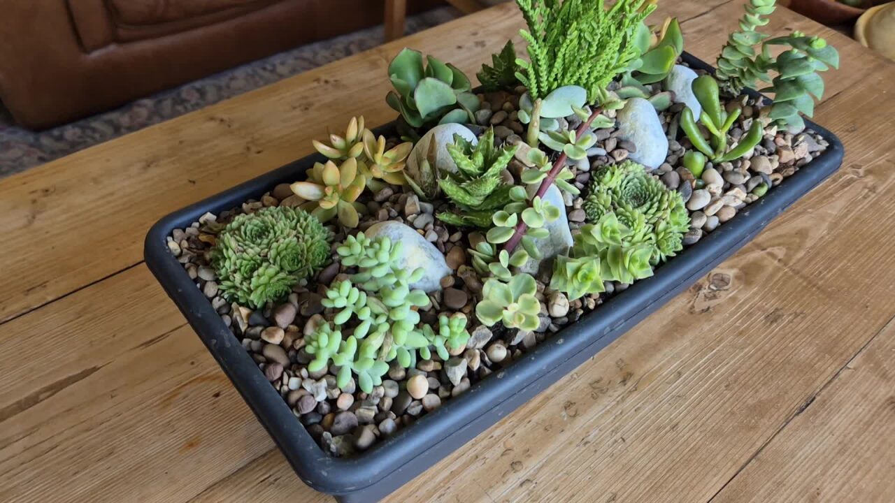 Succulent Miniature Rockery 46 x 15cm Black Plastic Trough (Ref: 5)