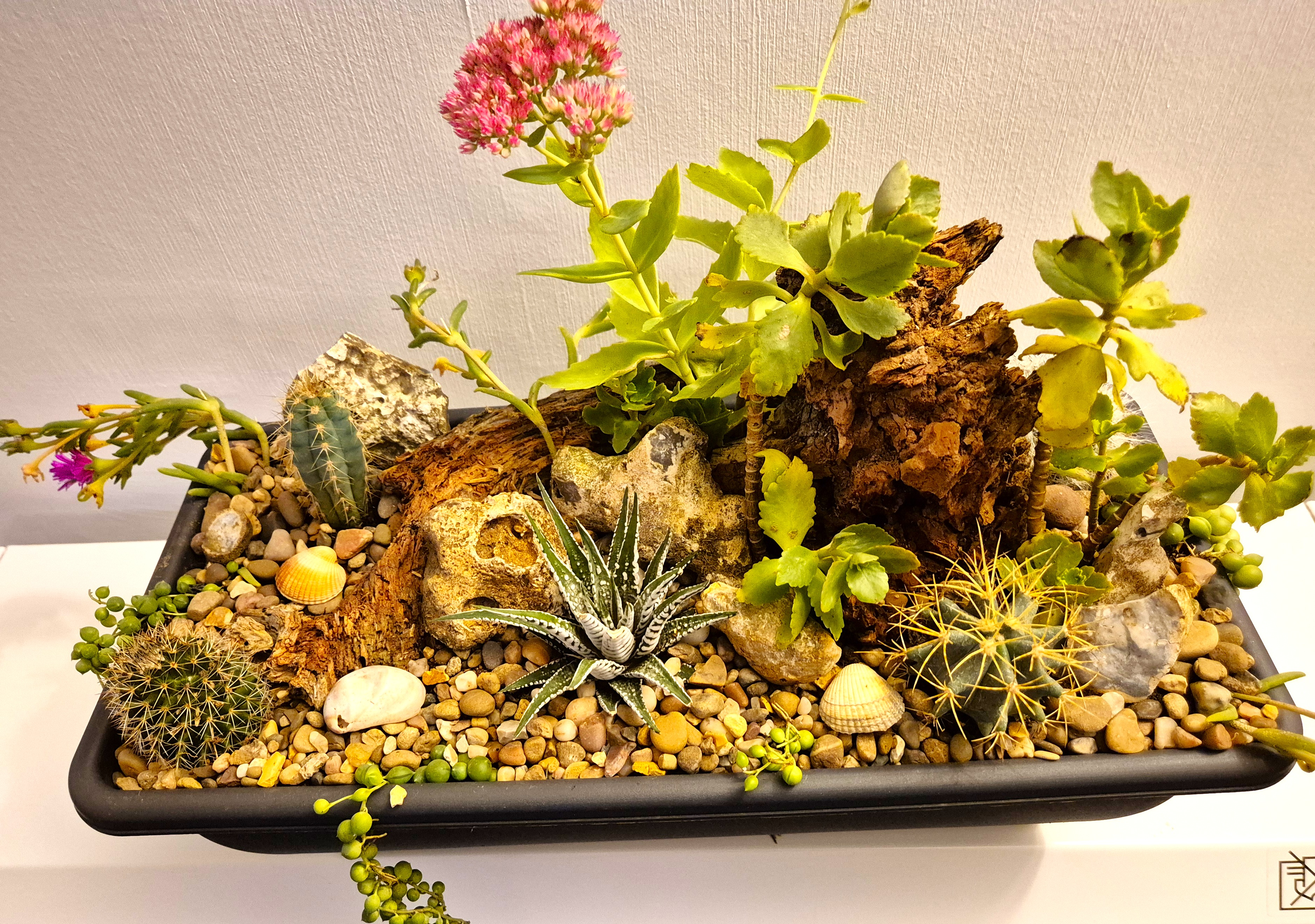 Cactus & succulent Mix Miniature Rockery 46 x 15cm Black Plastic Trough (Ref: 6)