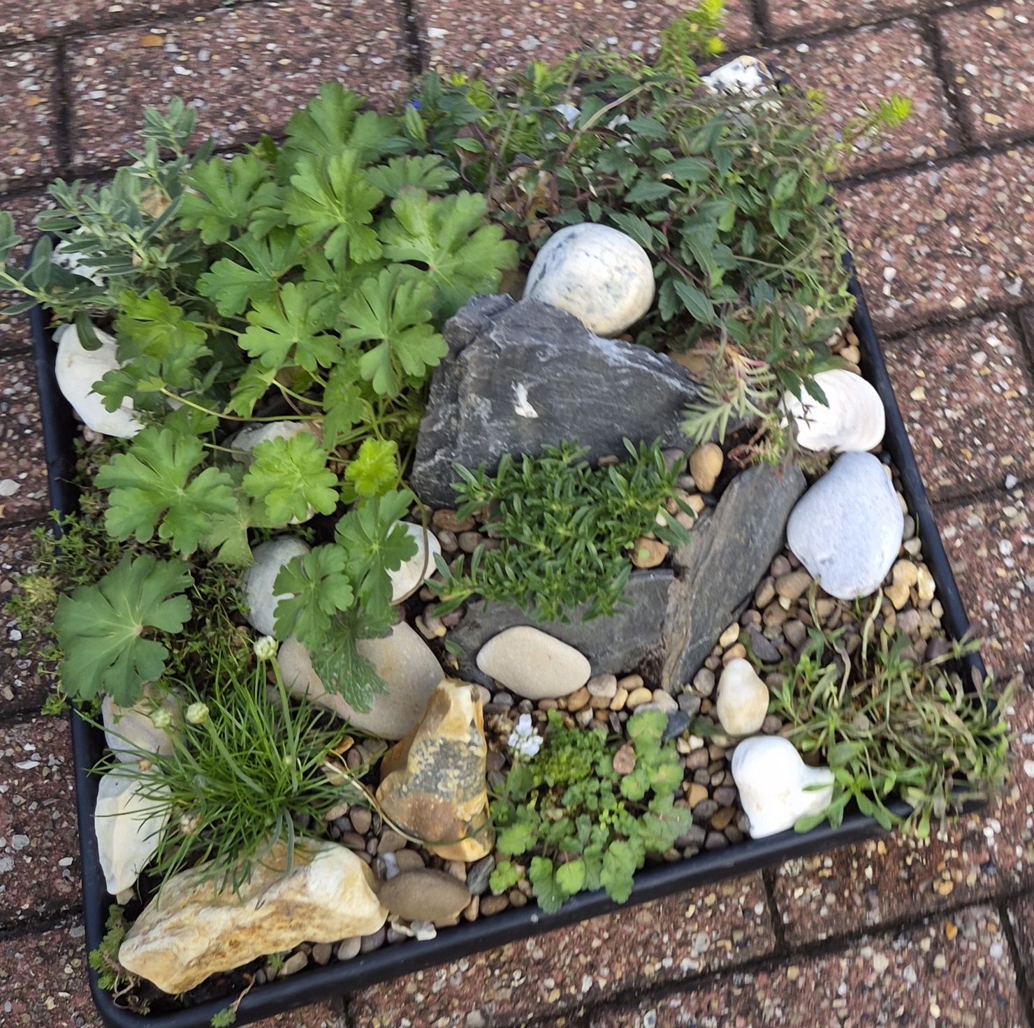 Alpine Miniature Rock Mountain -45cm Square Tray (Ref: 1)