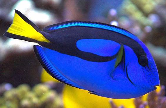 Blue Tang