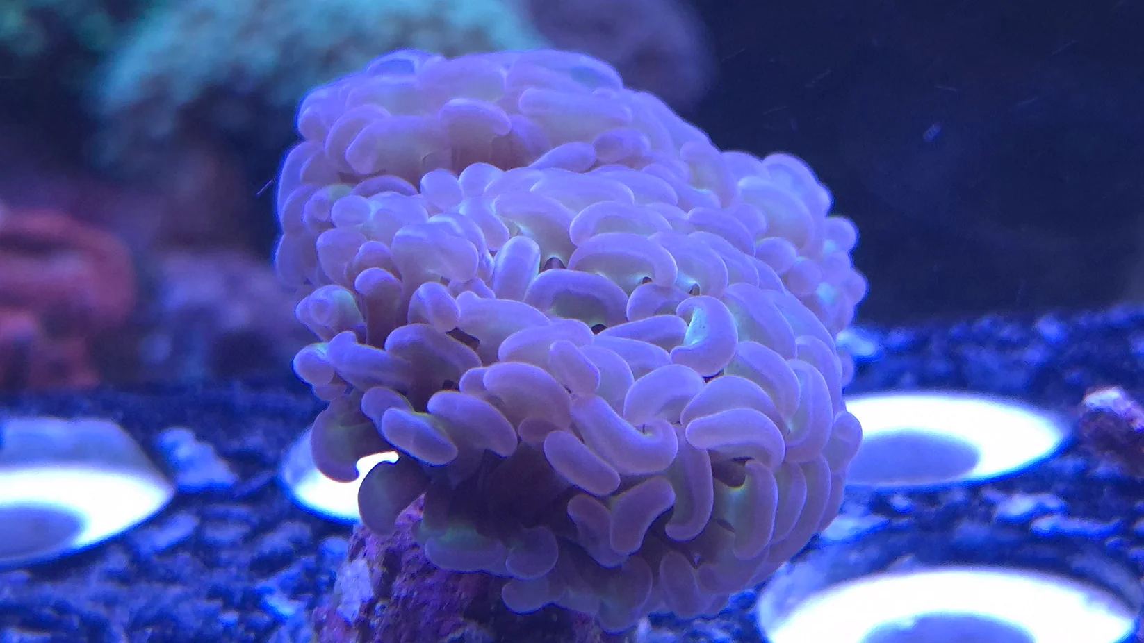 Branching Hammer {Reverse, Green Stem) Double head