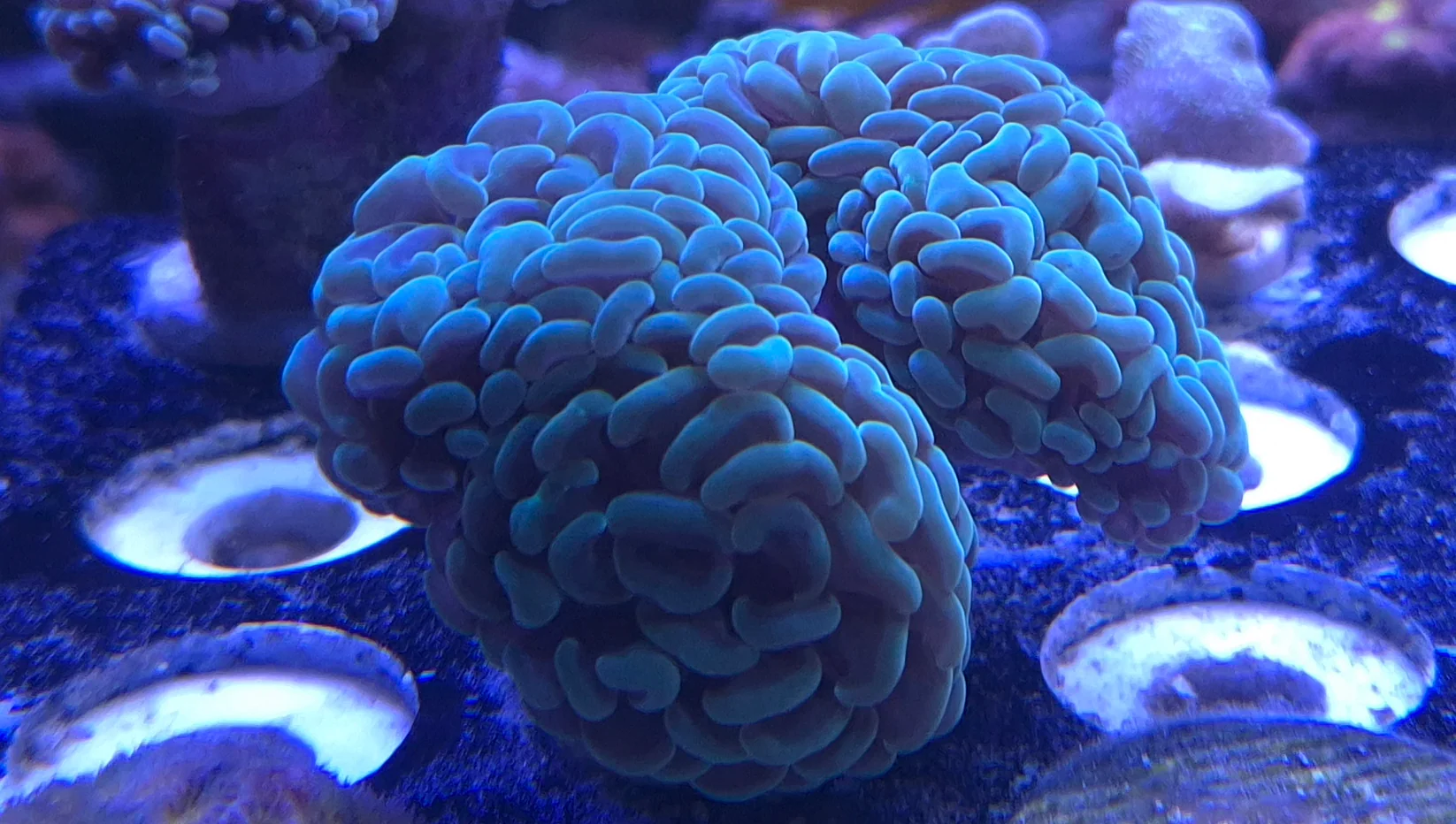 Branching Hammer {Mint} Multihead