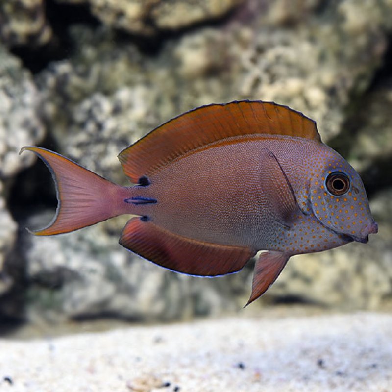 Acanthurus nigrofuscus {Brown Tang}