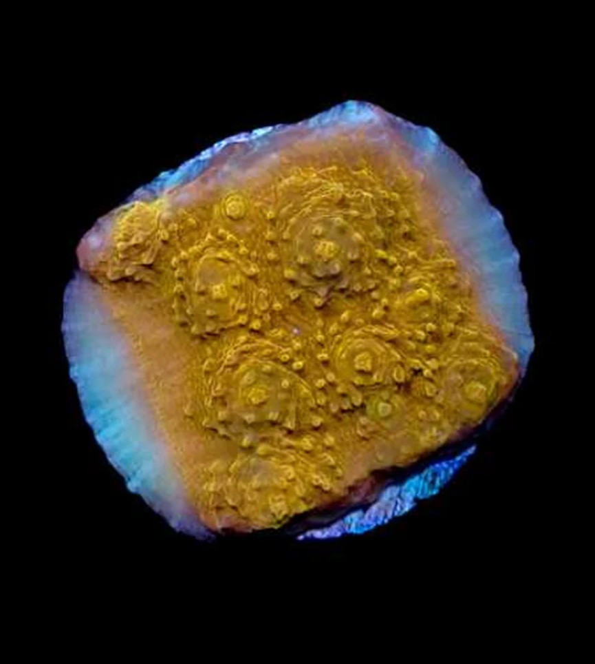 Golden Chalice Coral