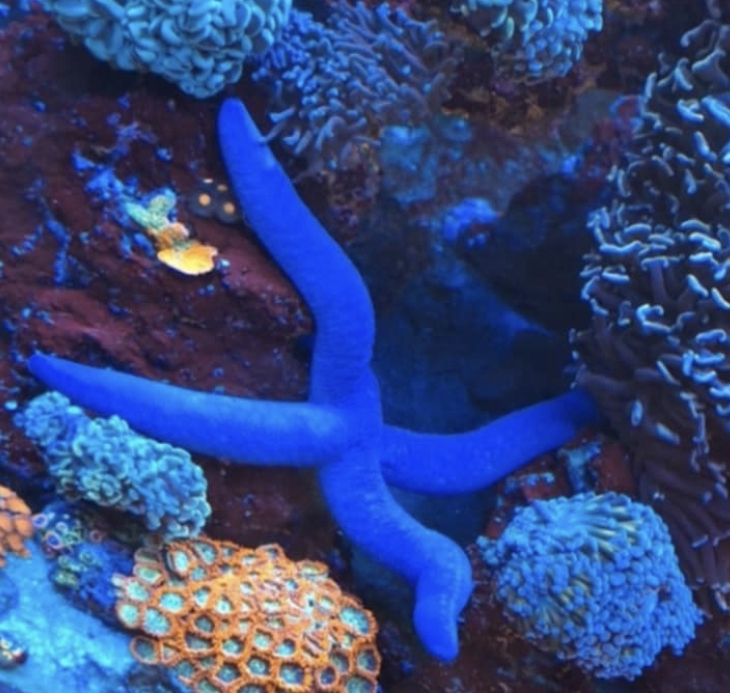 Linckia Laevigata {Blue Linckia Starfish}