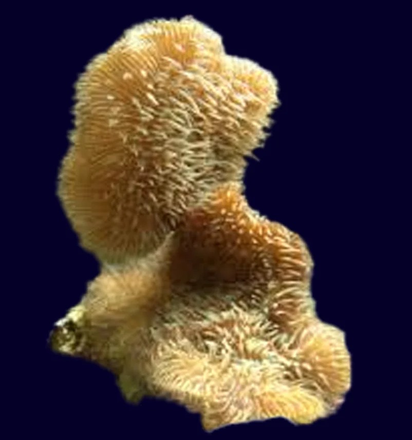 Pavona decussata {Catus Coral}