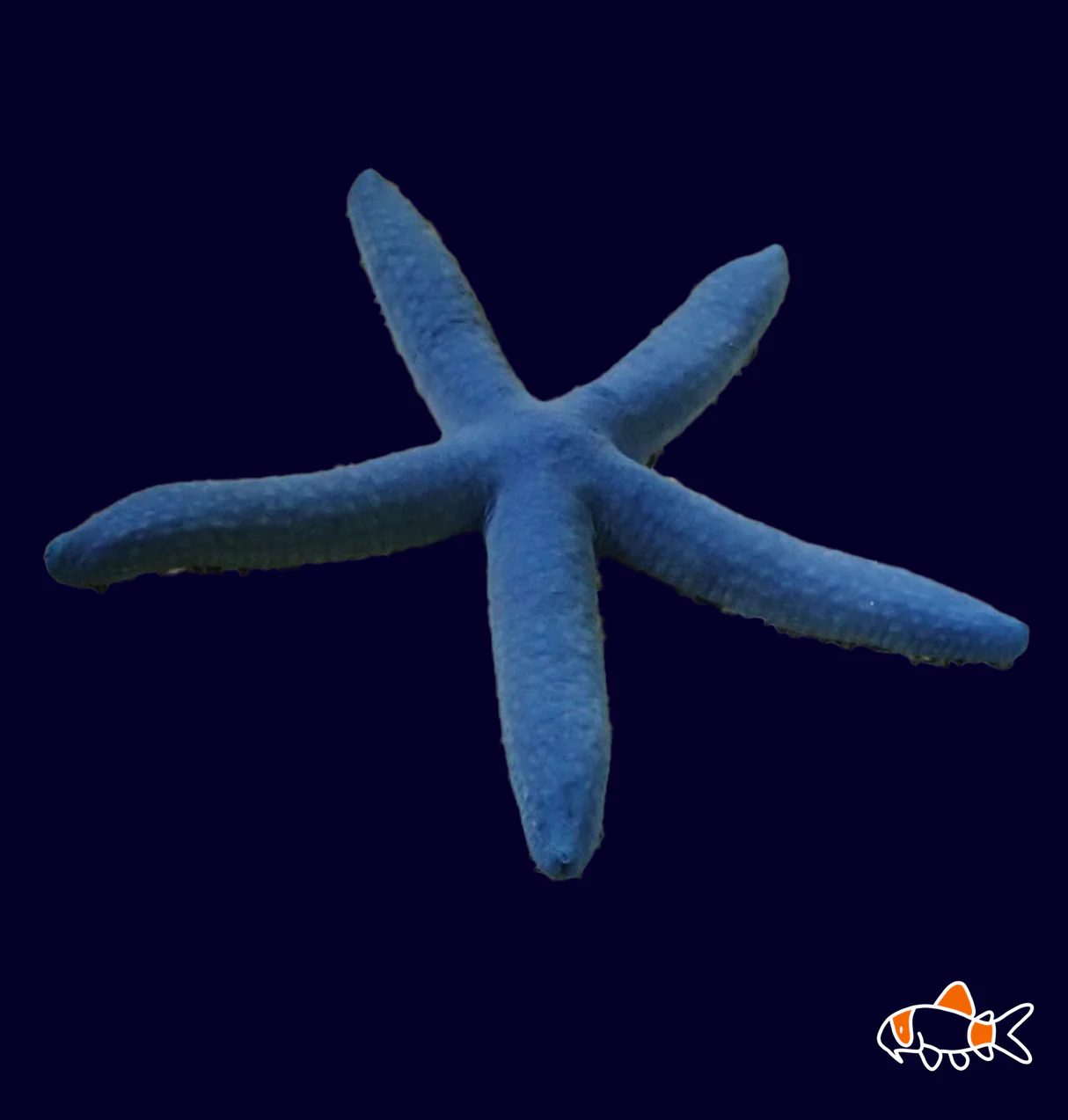 Linckia Laevigata {Blue Linckia Starfish}