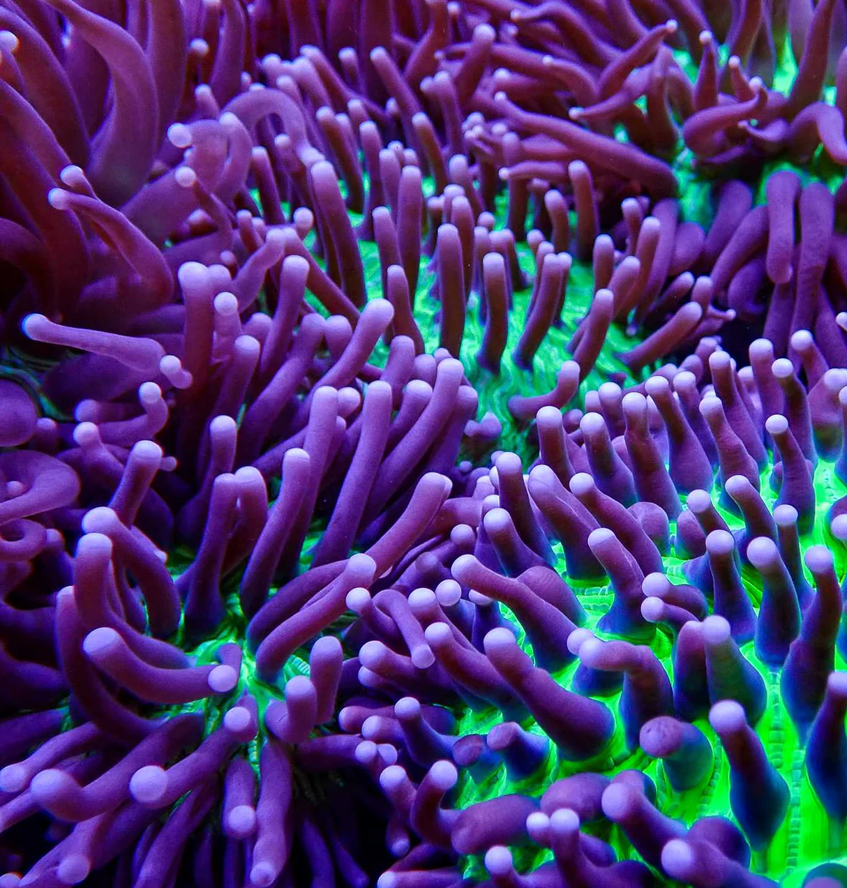 Heliofungia {Long Tentacle Plate Coral}