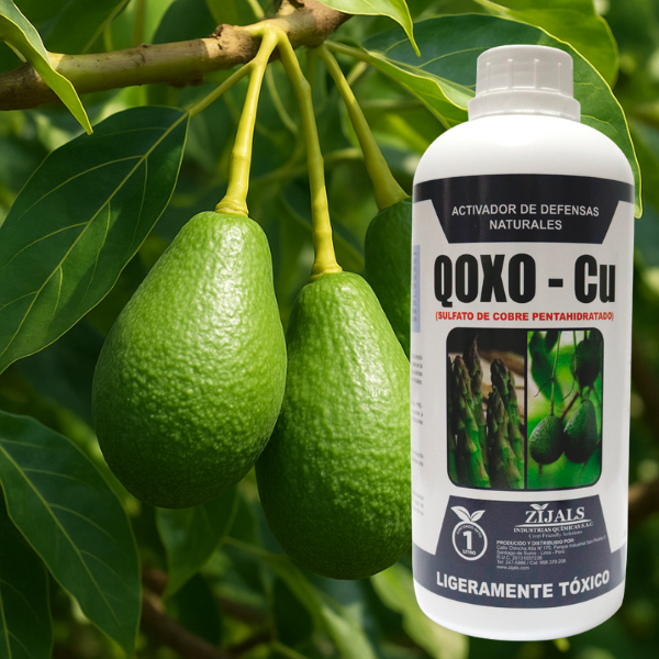 QOXO - Cu