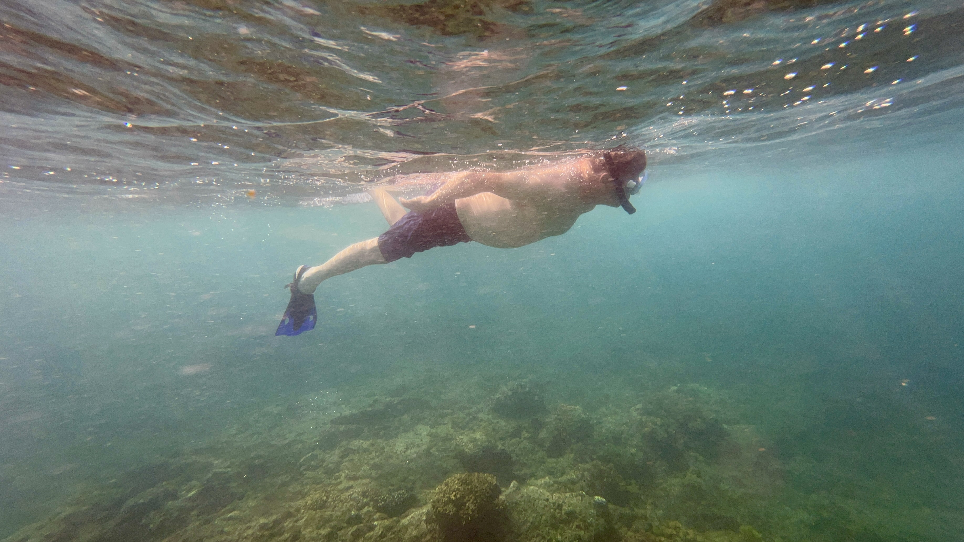 snorkeling sea of Cortez