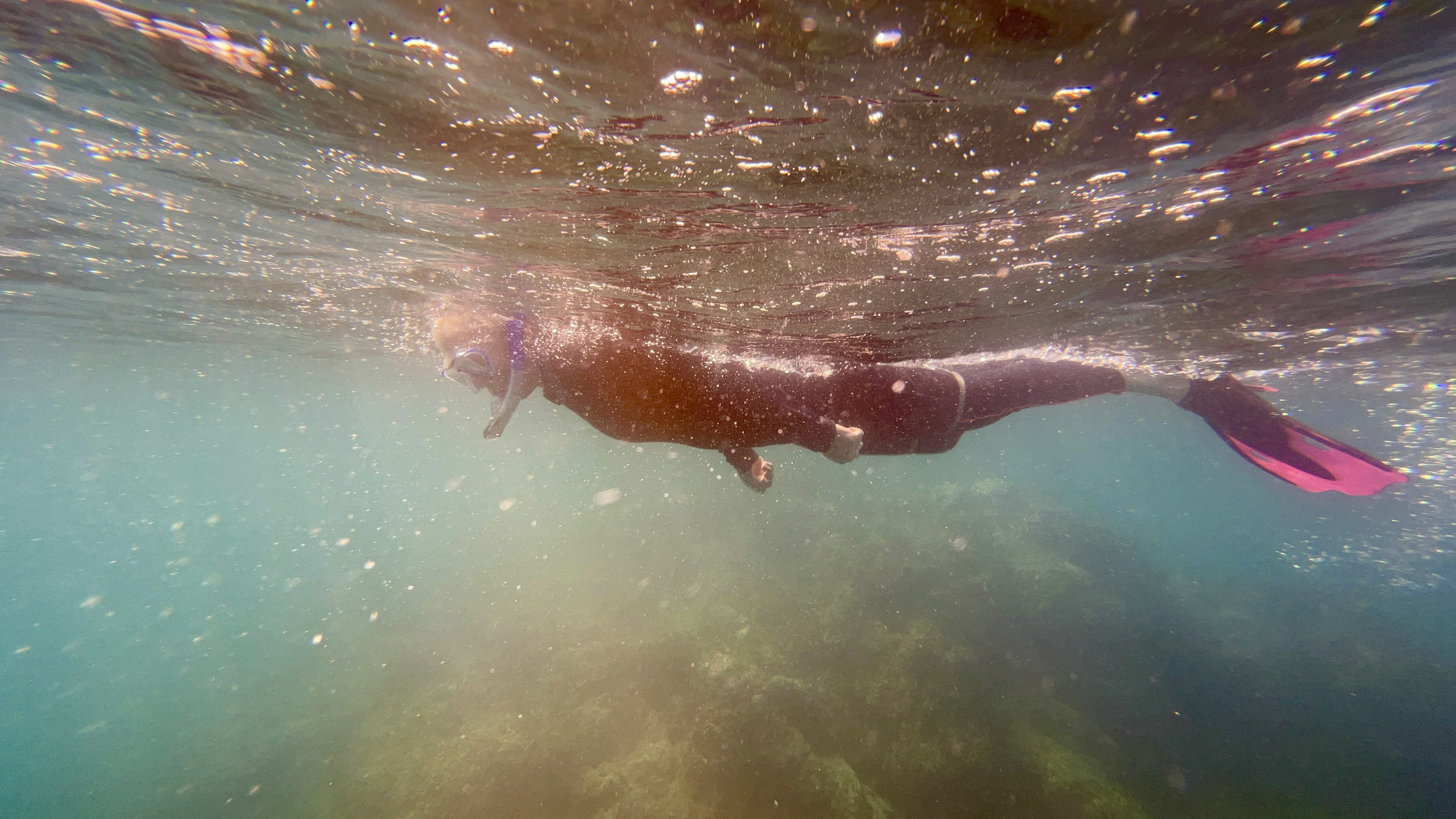 snorkeling sea of Cortez