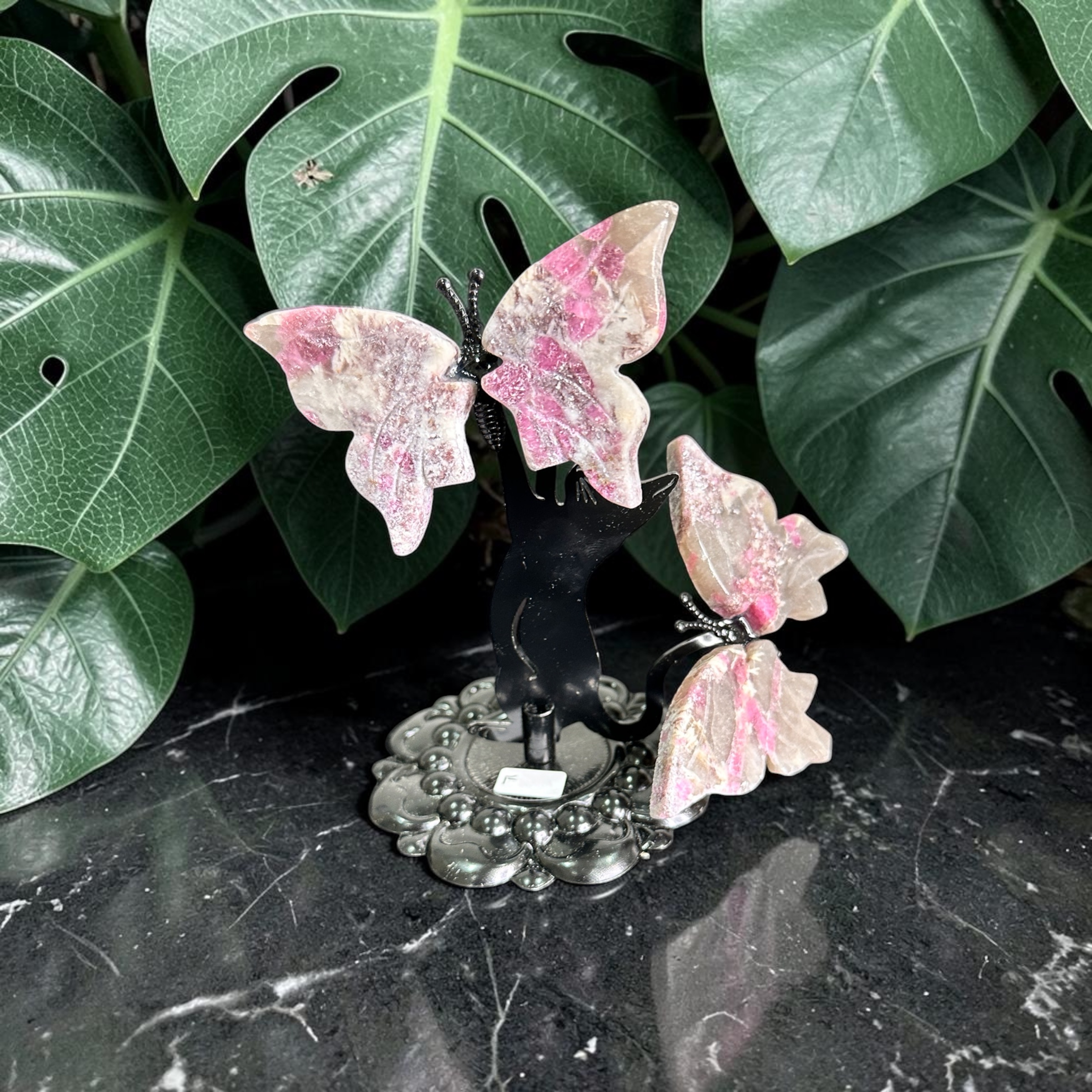 Cat Playing With Butterflies 