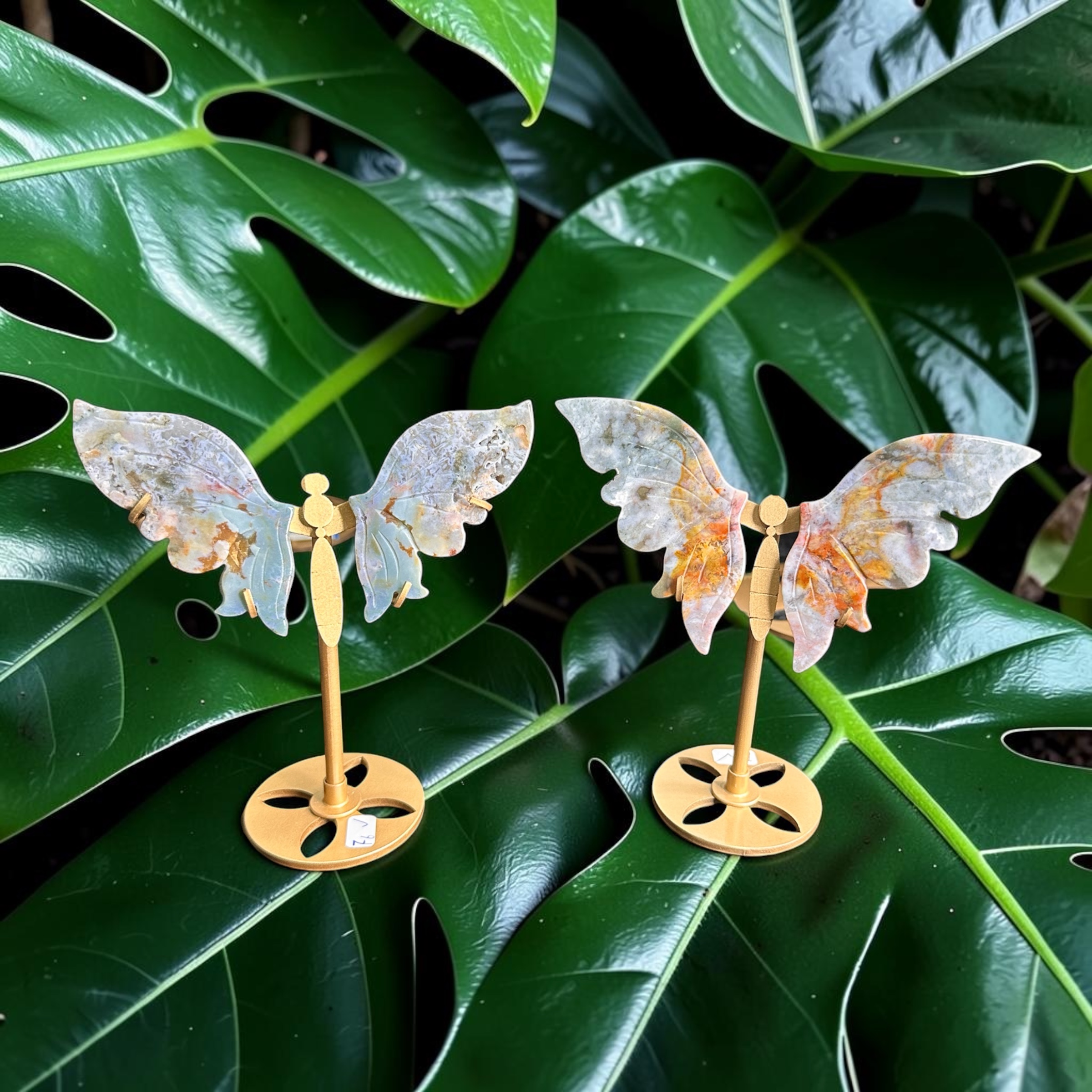 Ocean Jasper Wings