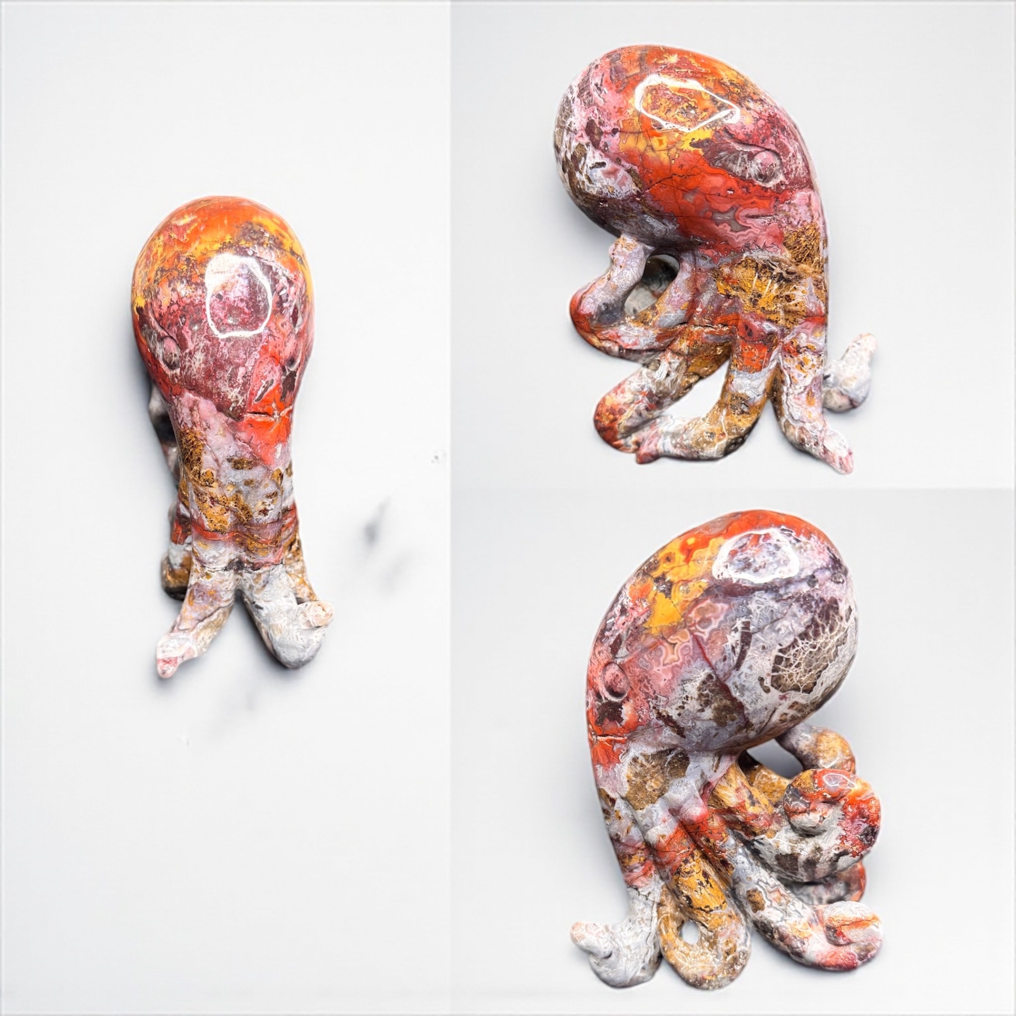 Mexican Agate Octopus 