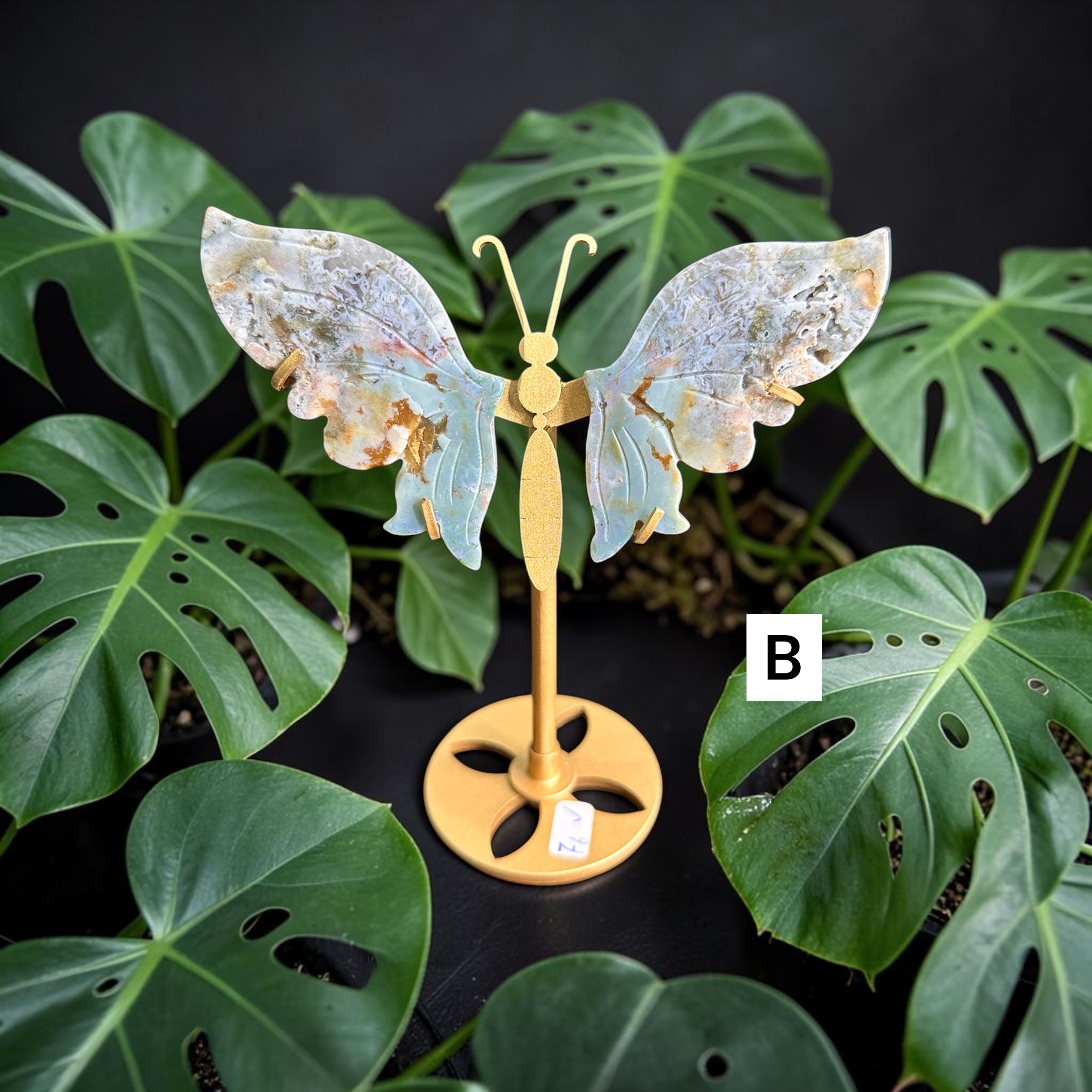 Ocean Jasper Wings