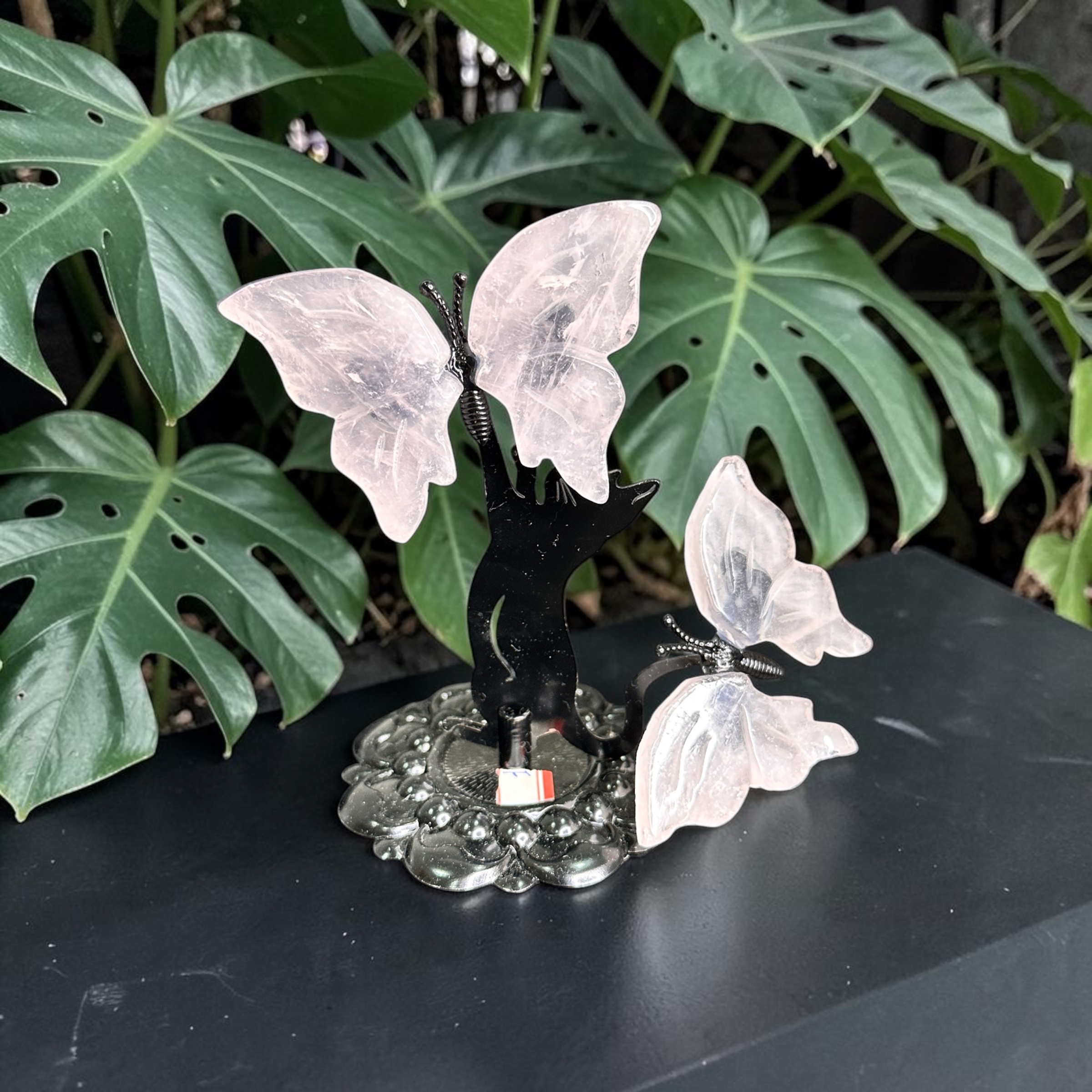 Cat Playing With Butterflies 