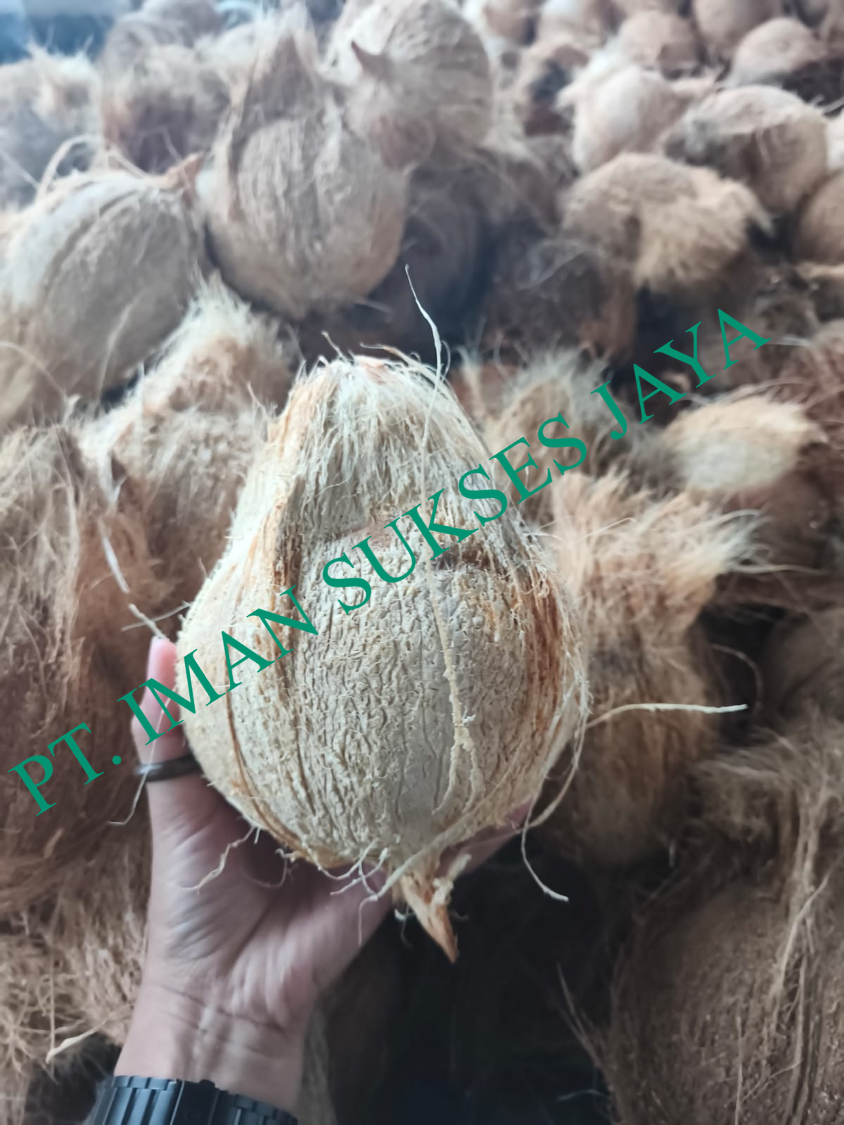 Fresh Coconut Semi Husked