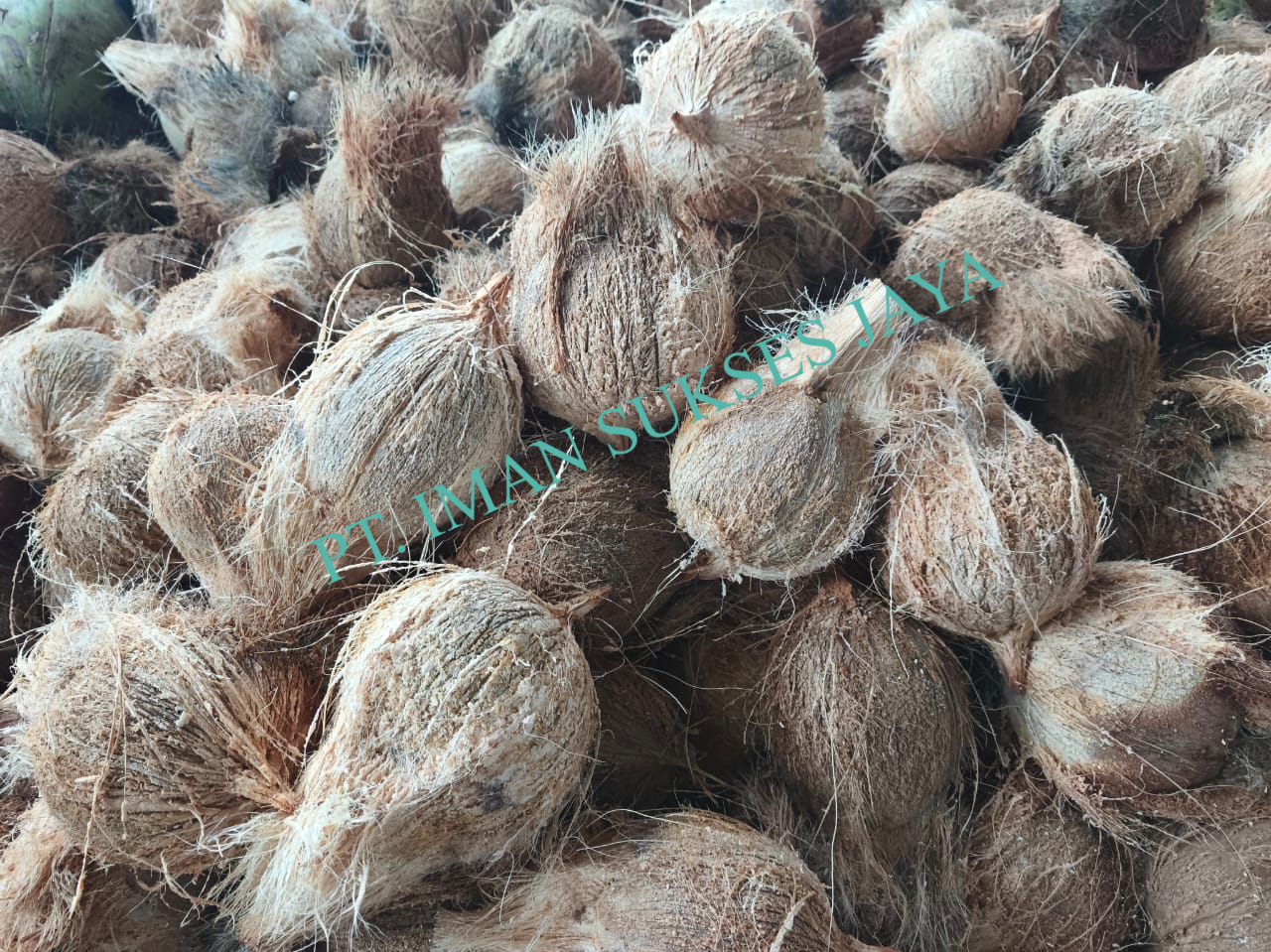 Fresh Coconut Semi Husked