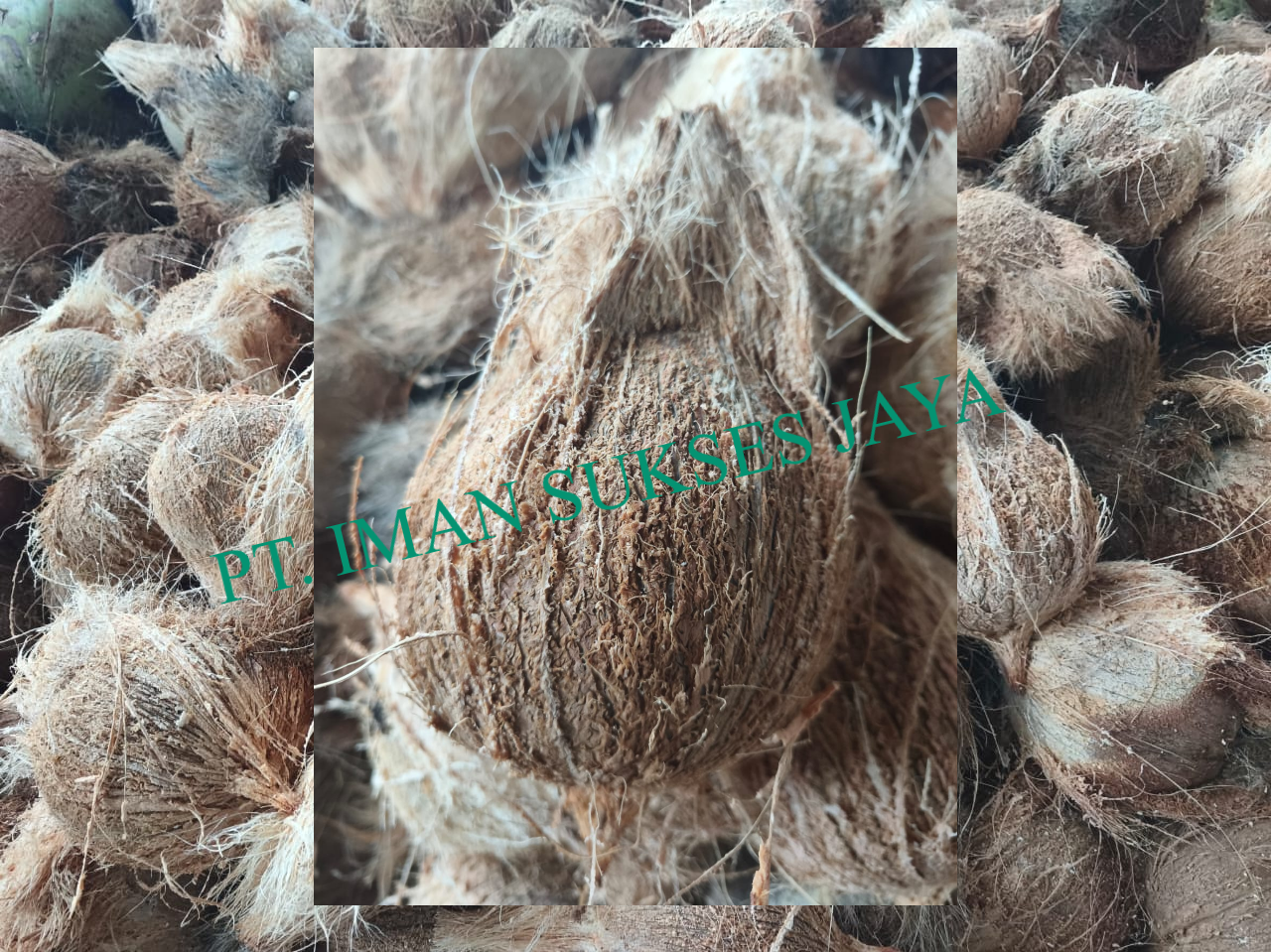 Fresh Coconut Semi Husked