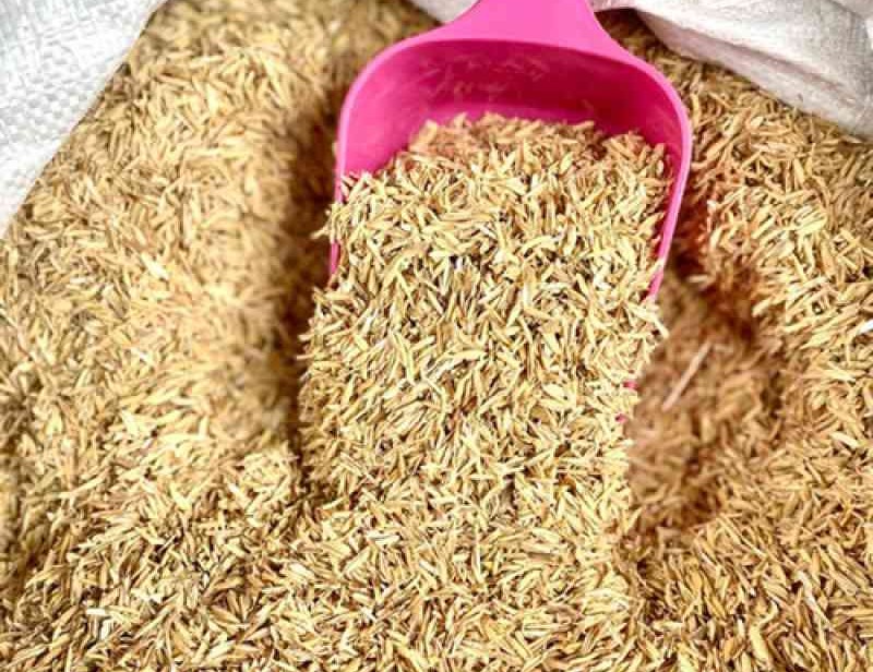 Rice Husk / Sekam Mentah