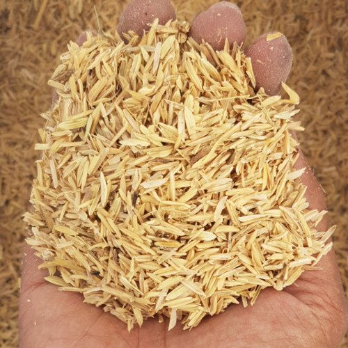 Rice Husk / Sekam Mentah