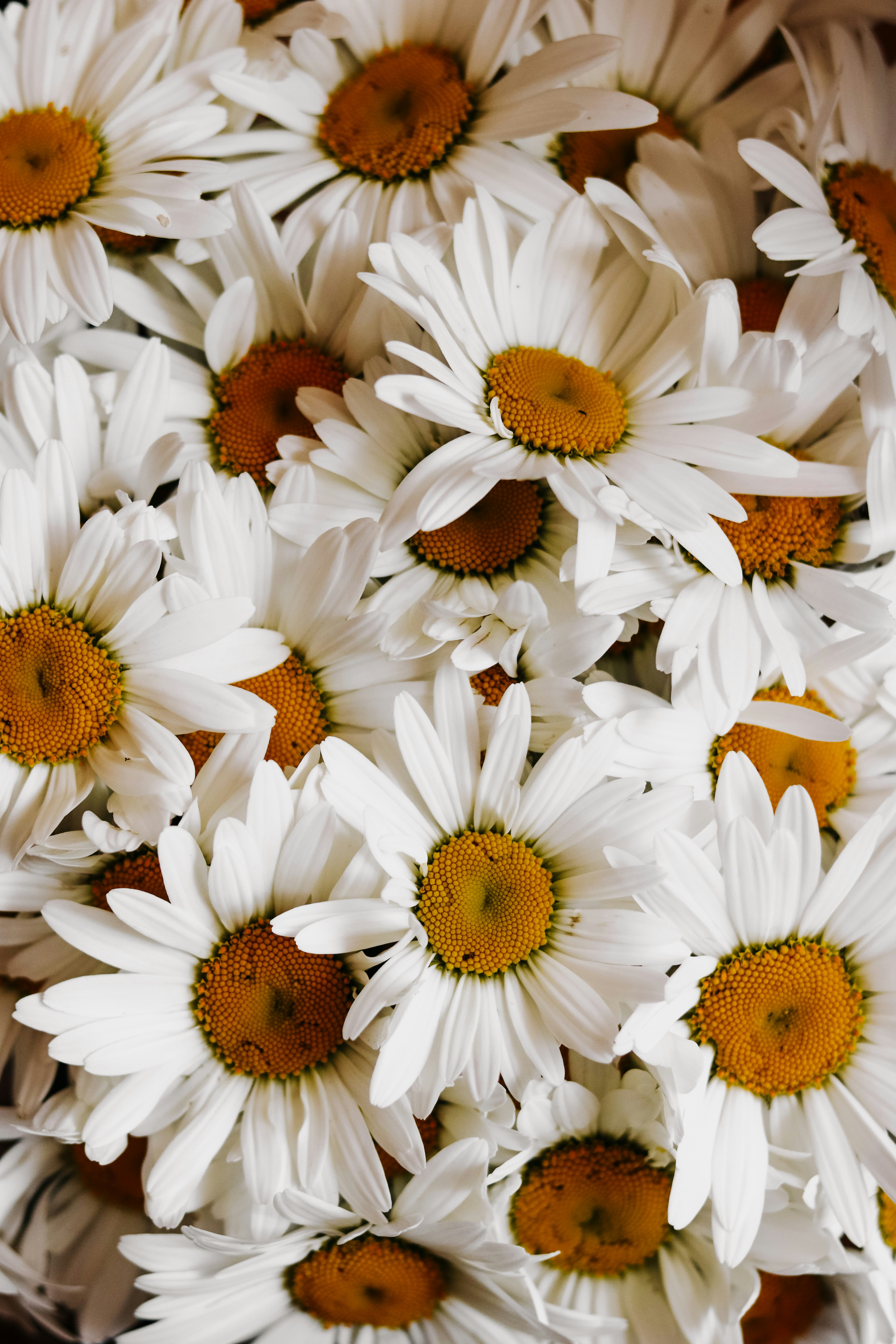 Chamomile 