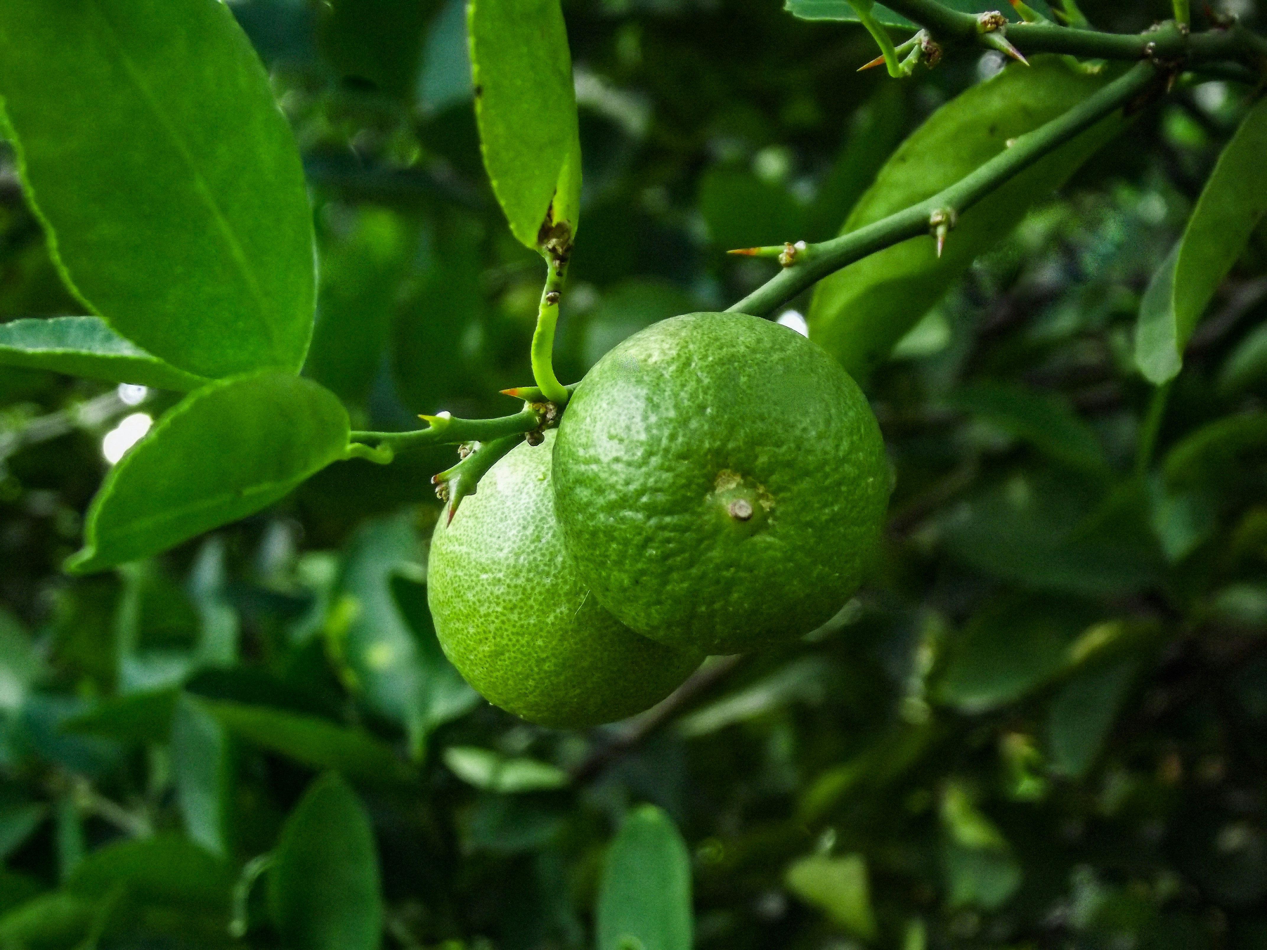 LIME ORGANIC ESSENTIAL OIL