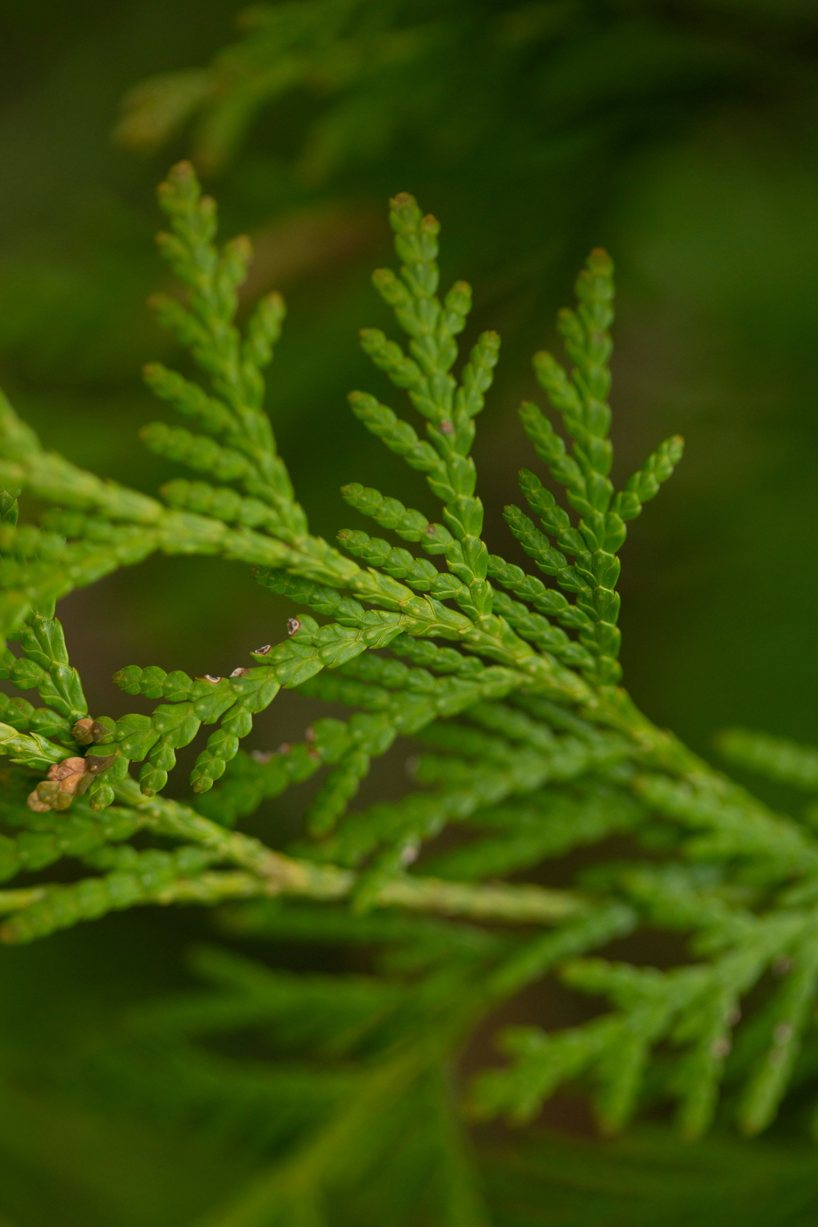 Cedar Leaf