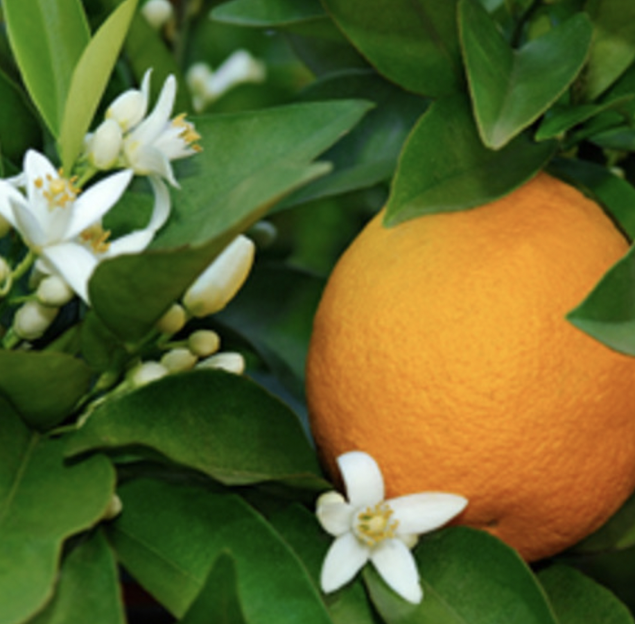 NEROLI ESSENTIAL OIL