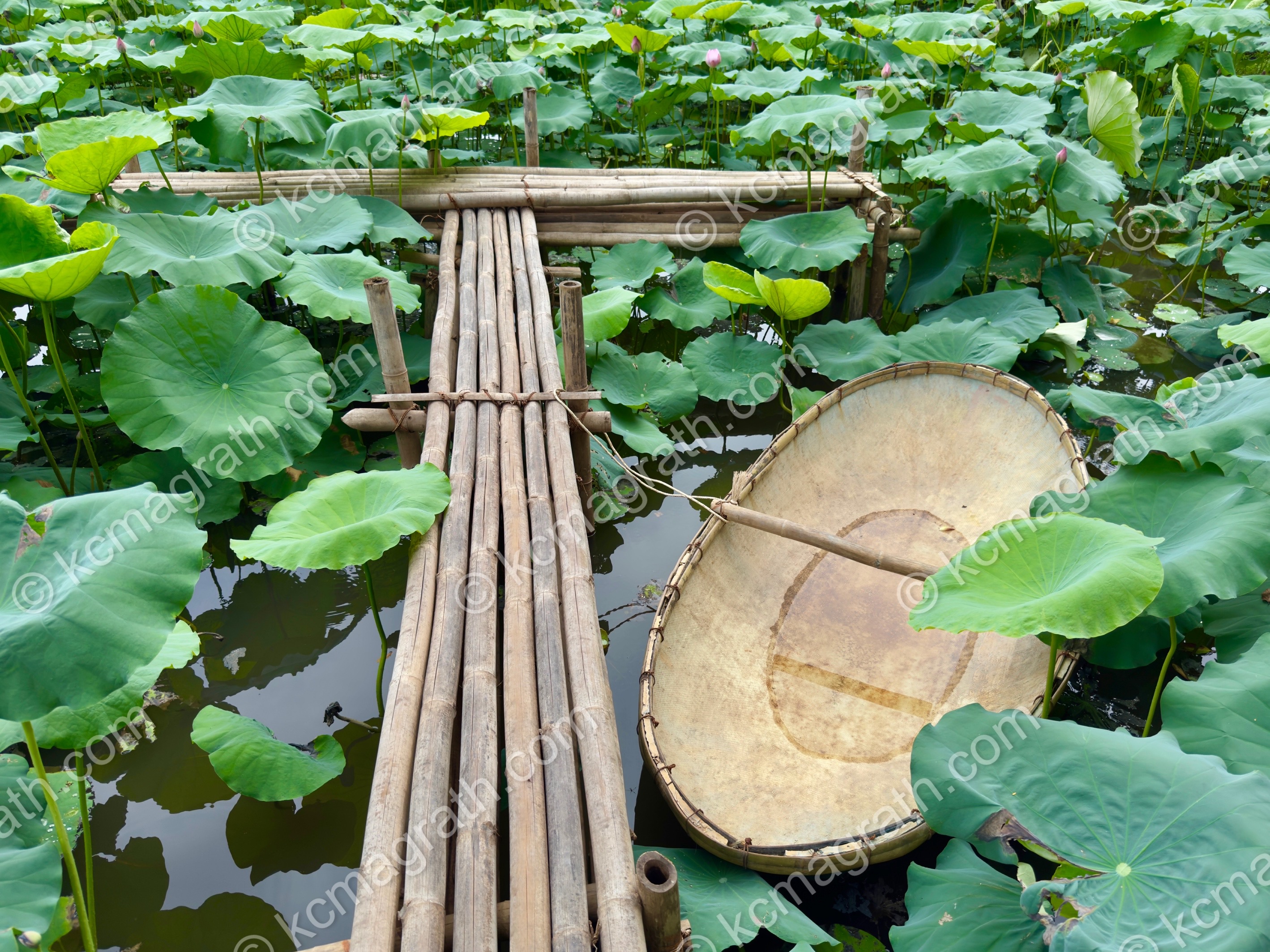 Ha Noi Bamboo Dock and Basket Boat on Lotus Pond, Vietnam
