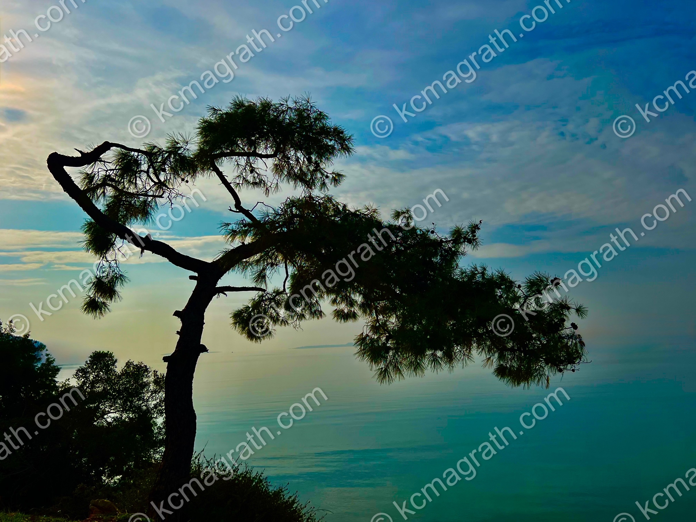 Pine Tree Silhouette Overlooking Akbuk Koyu, Turkiye