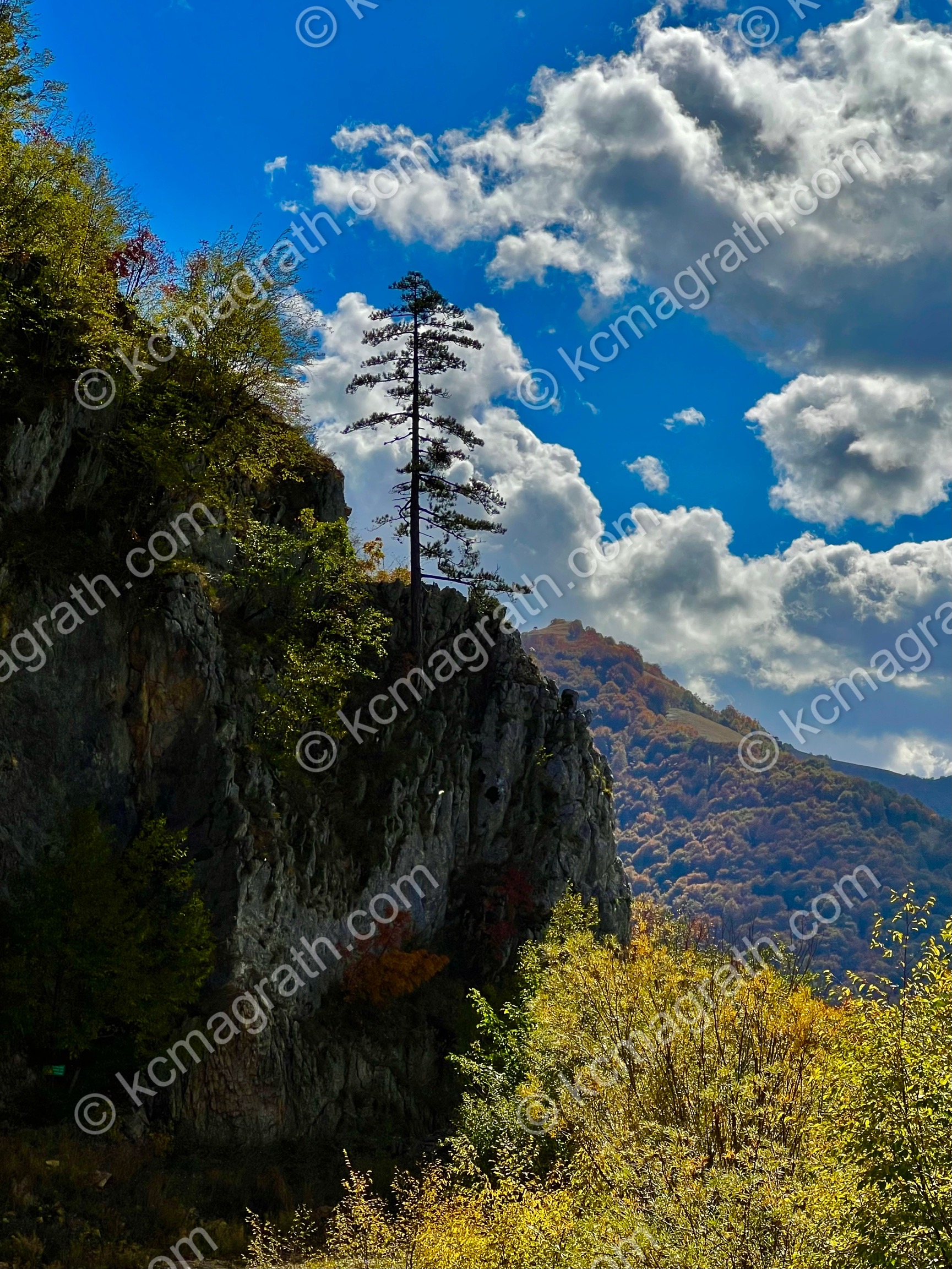 Pluzine's Piva Canyon With Tree, Montenegro