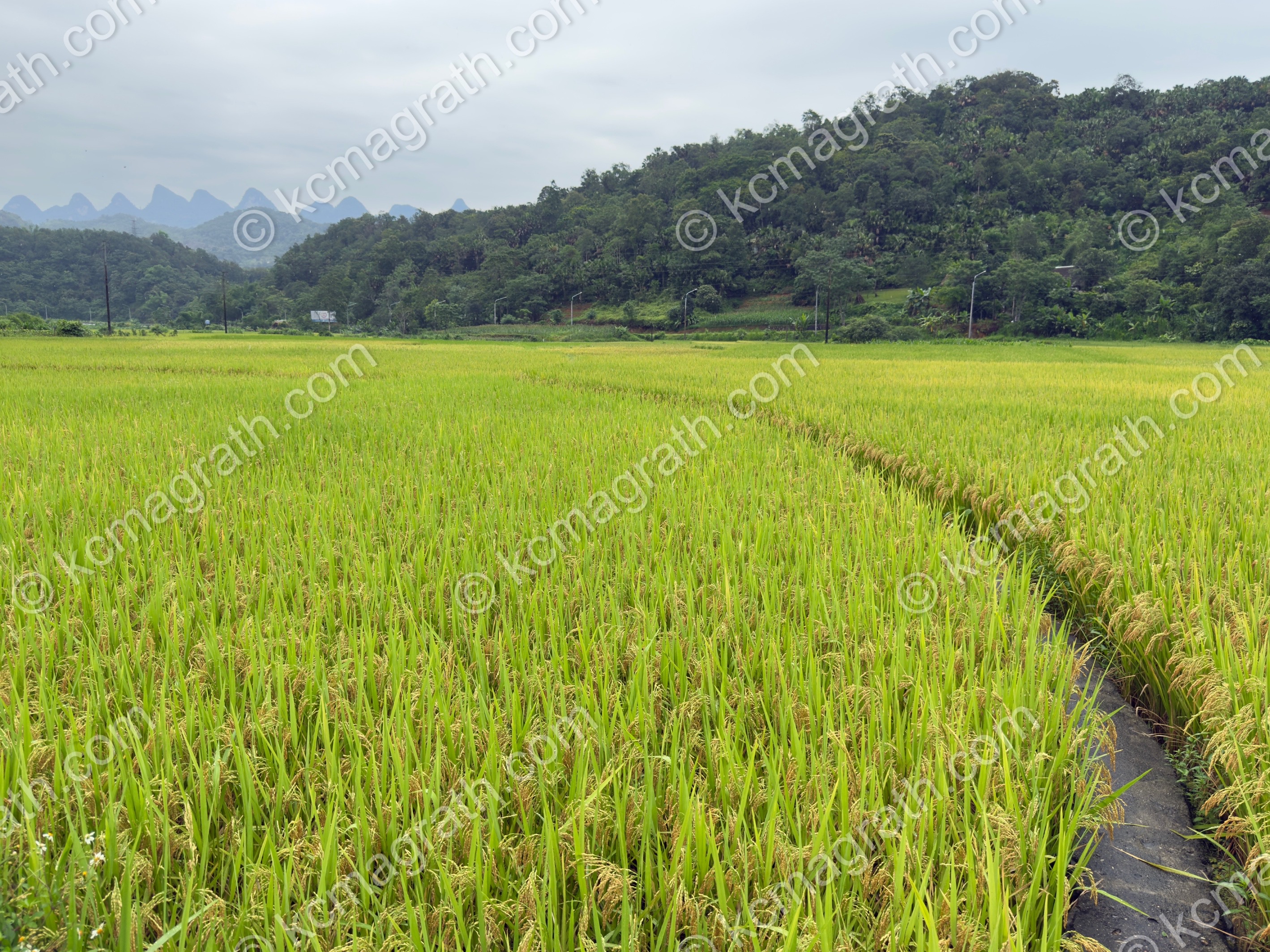 Phuong Do's Rice Paddy with Curved Path, Vietnam